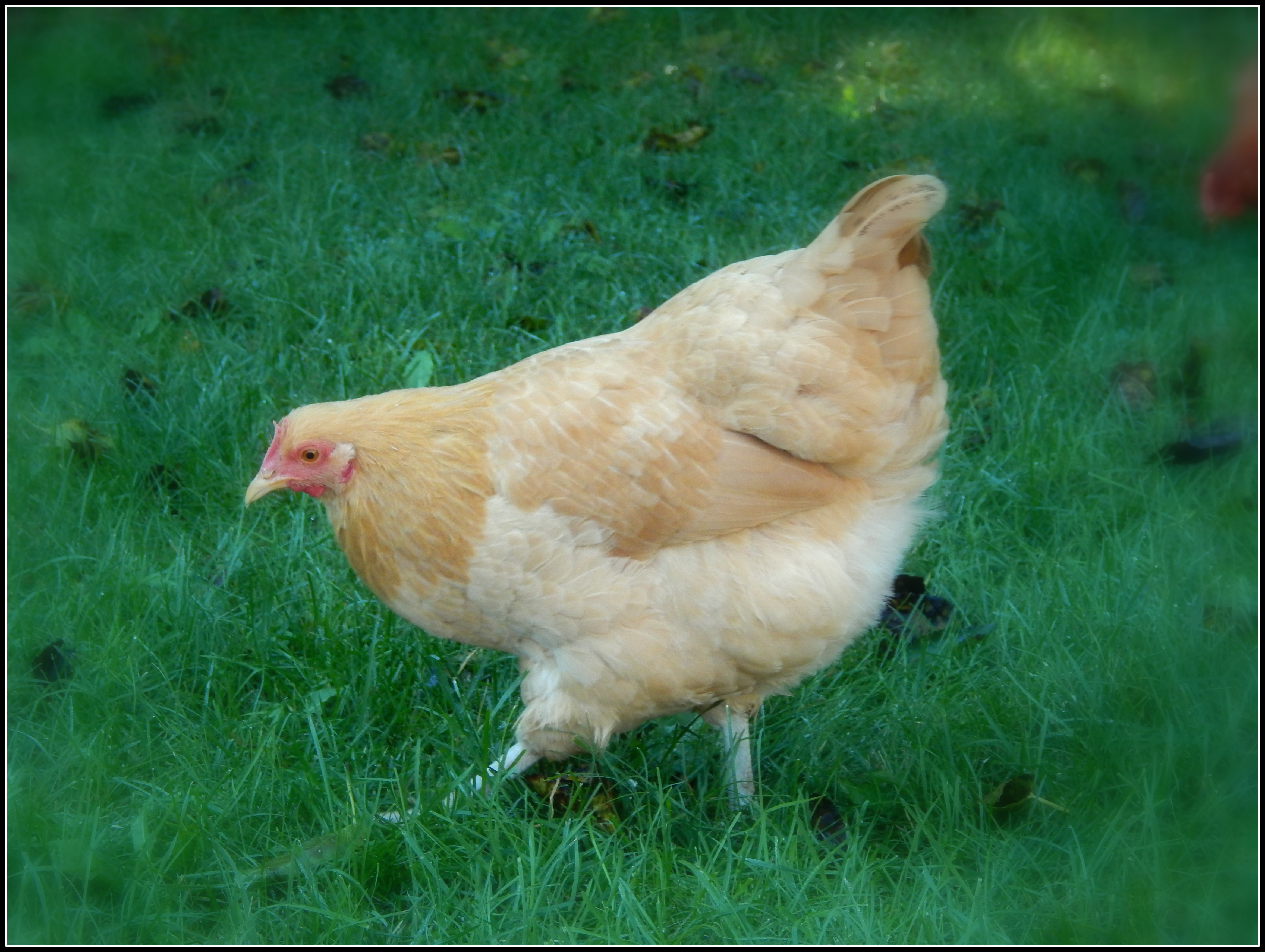 Goldie, my 20 week old Buff Orpington
