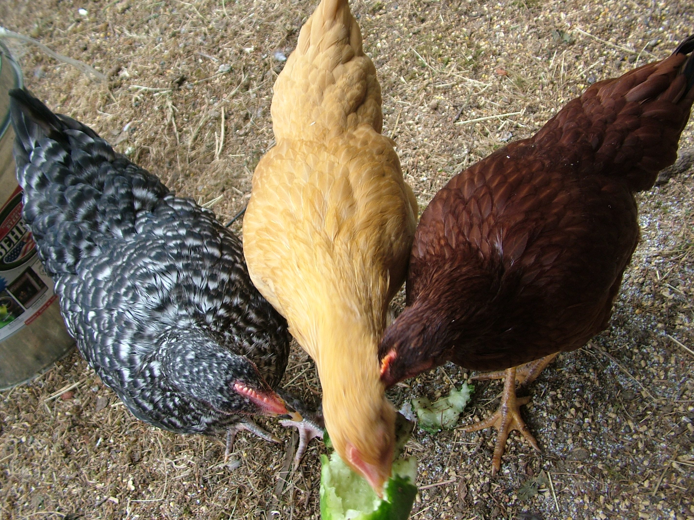 Goldie, my Buff Orpington seems to be at the bottom of the pecking order but every so often she gets brave or hungry enough to assert herself into the fray with the bigger "chicks". They are about 4 to five months old here.