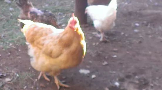 Goldie one of my three Buffs