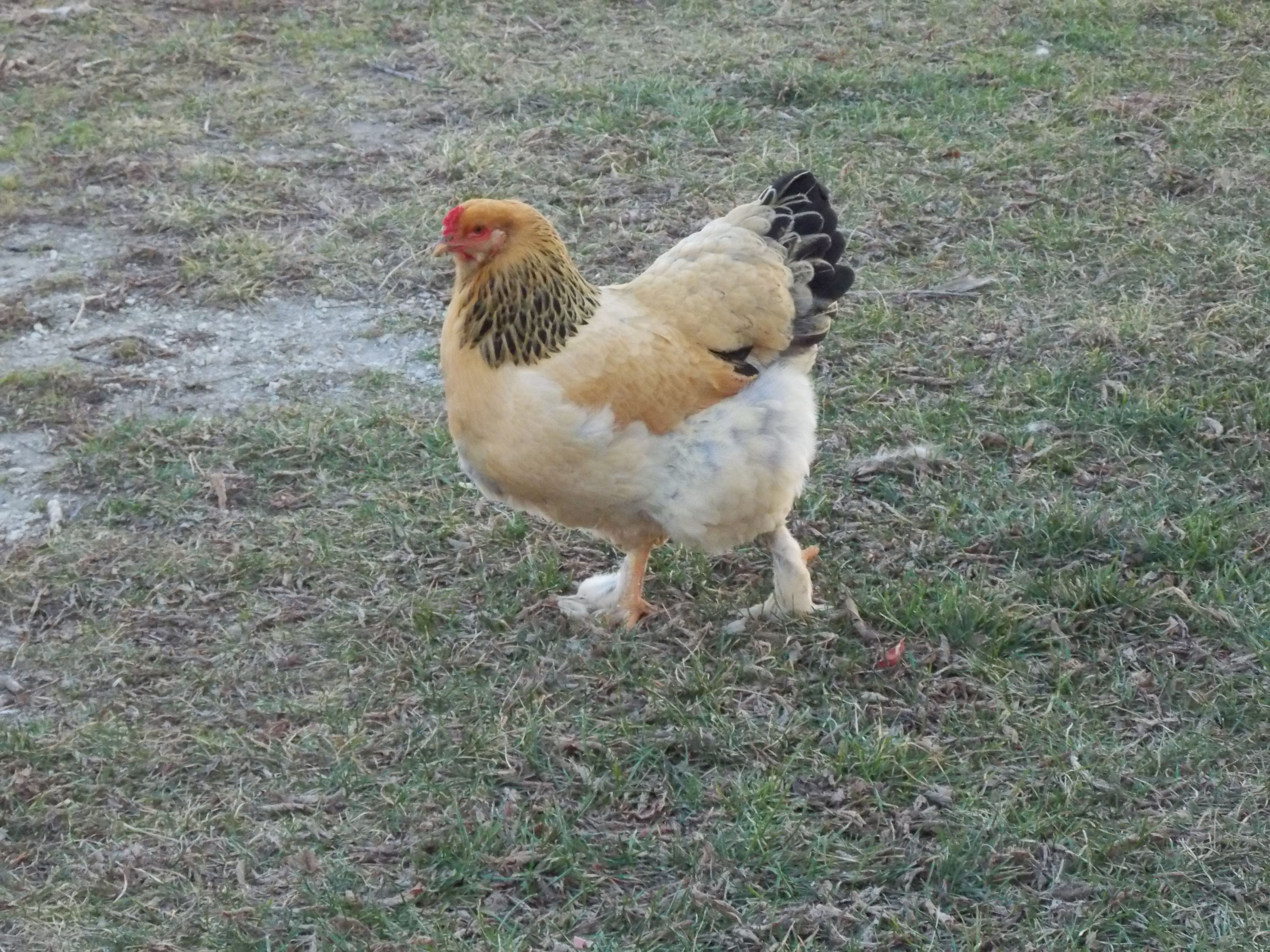 Goldie (or Buffy... take your pick... chicken works for me:)