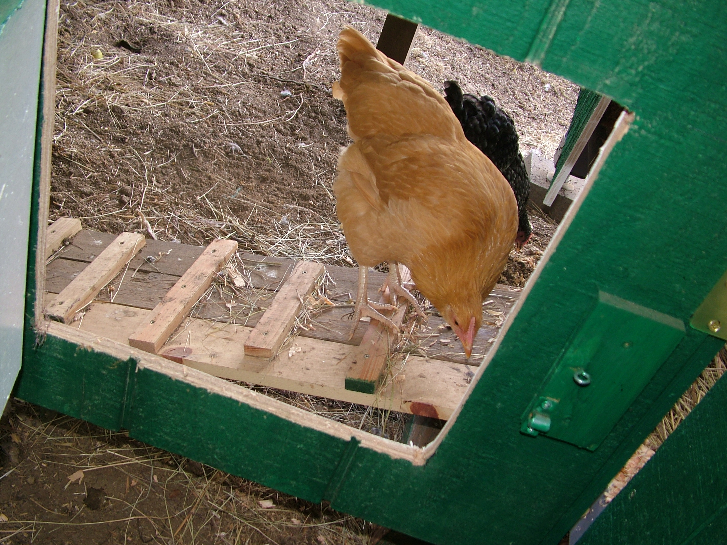 Goldie or "Golda Meir" is our Buff Orpington and is a bit shy and late to the party as are most that are at the bottom of the pecking order. She seems to mind her P's and Q's but gets curious as well as the others do.