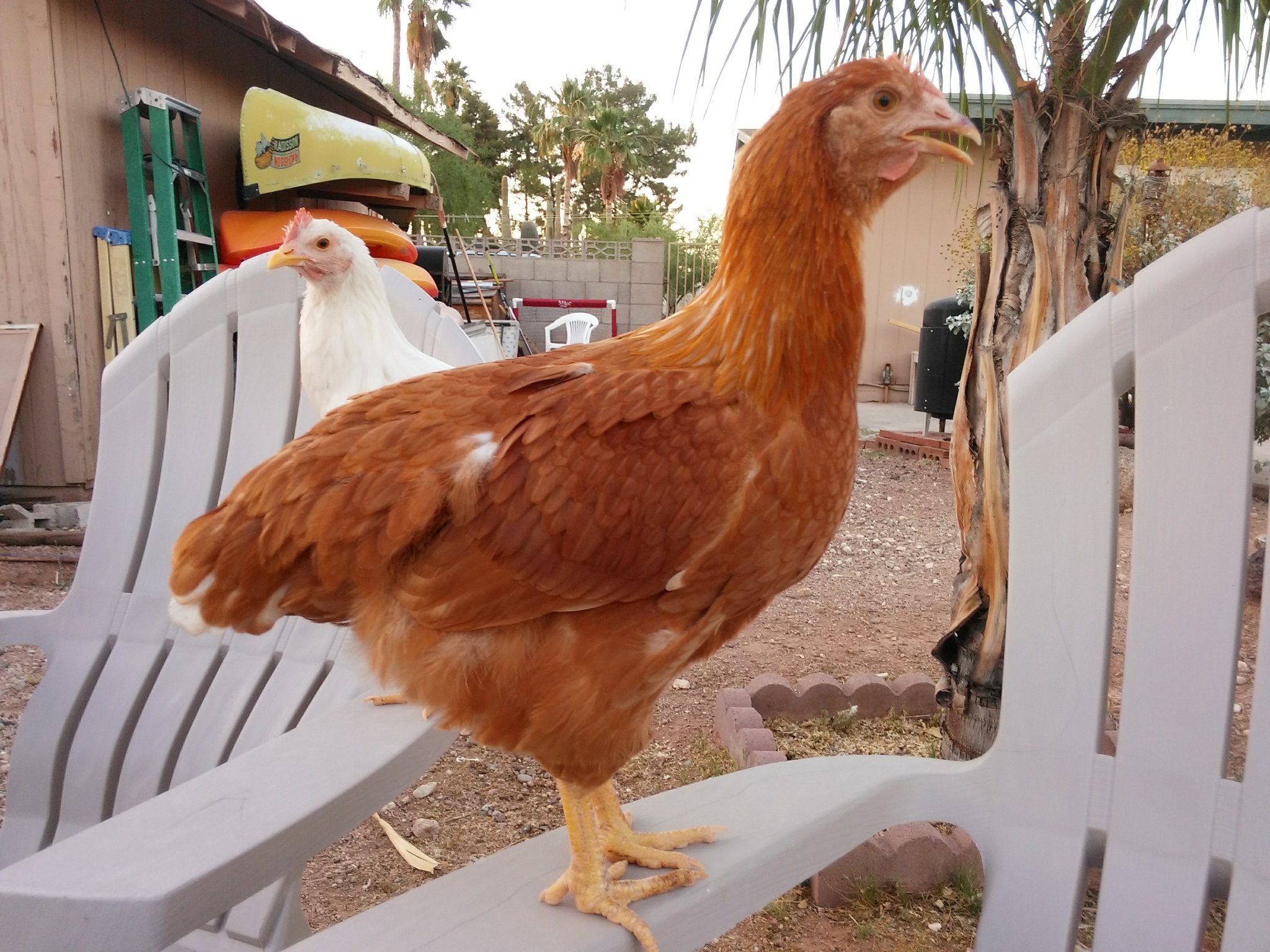Goldie, our red sex link.  She's just a chunk all over and seems like a strong hen. :)