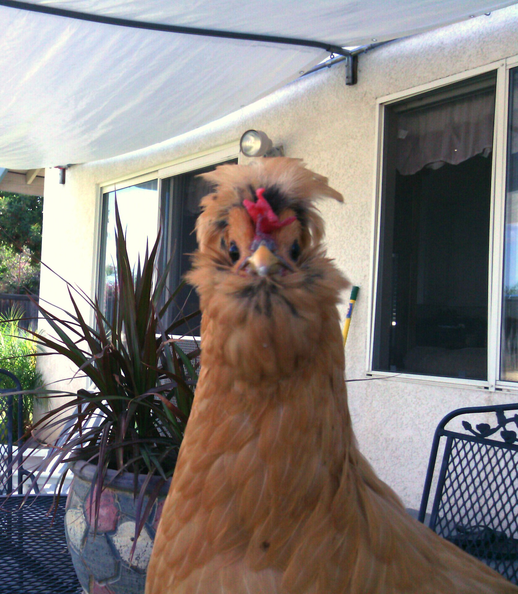 Goldie,,,,the curious one