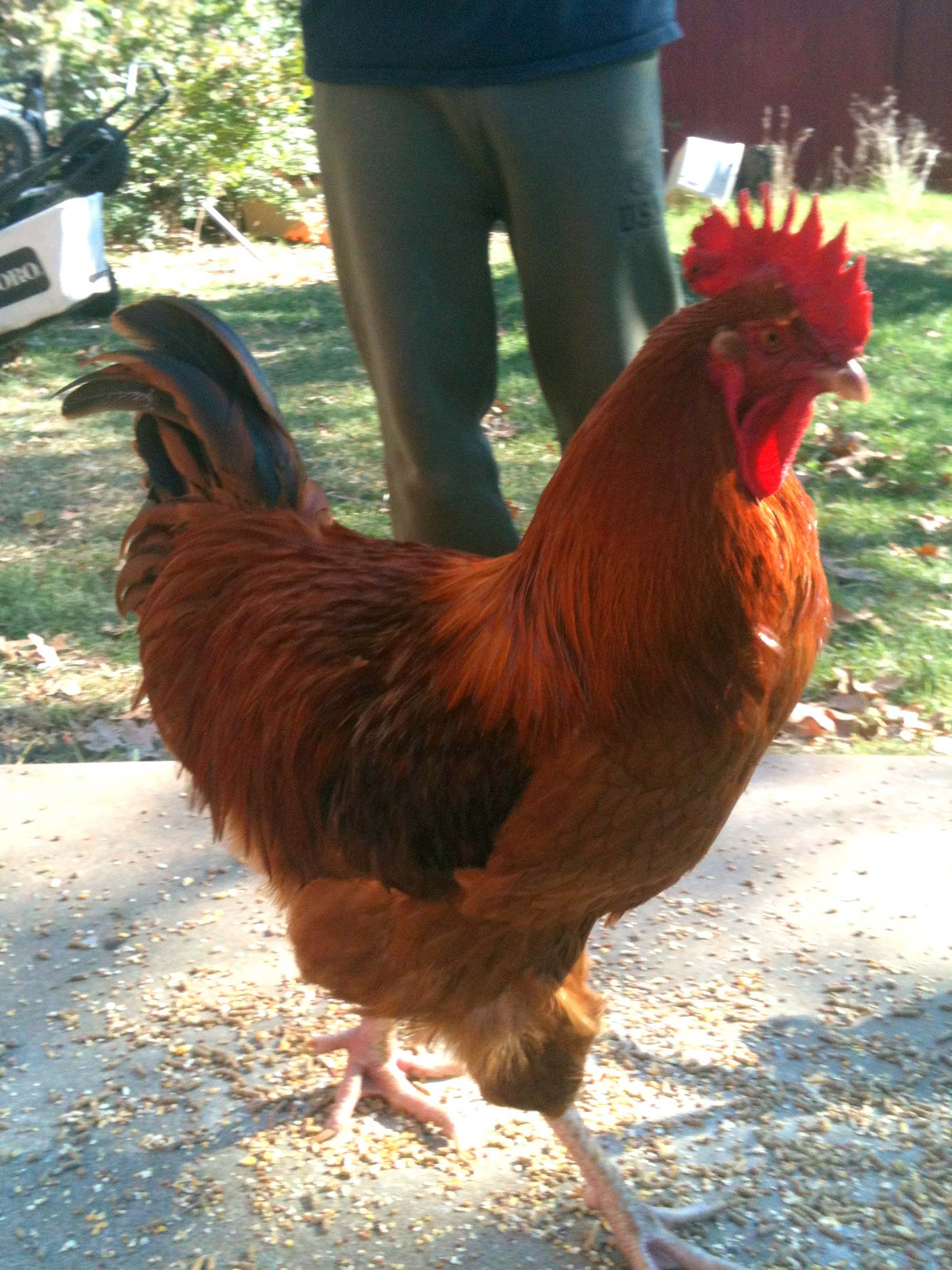 Goldie turned into a handsome little Red Rooster.