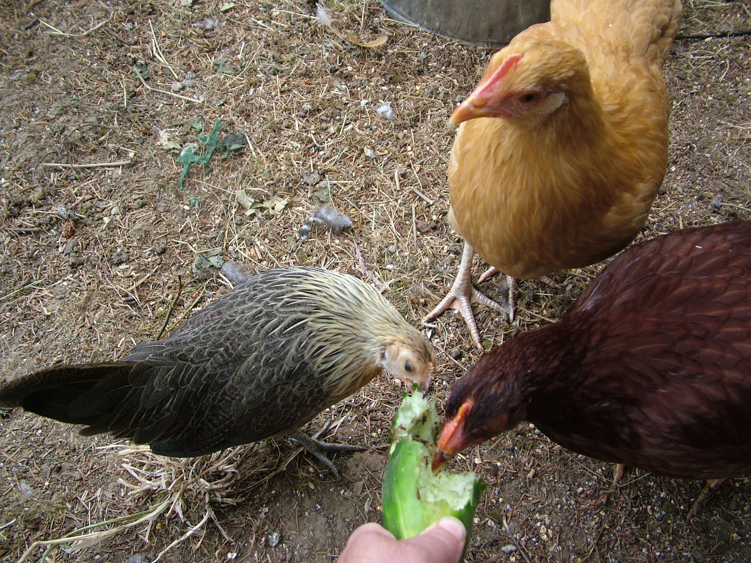 Goldie waits for her turn to get a peck or two at the cucumber.