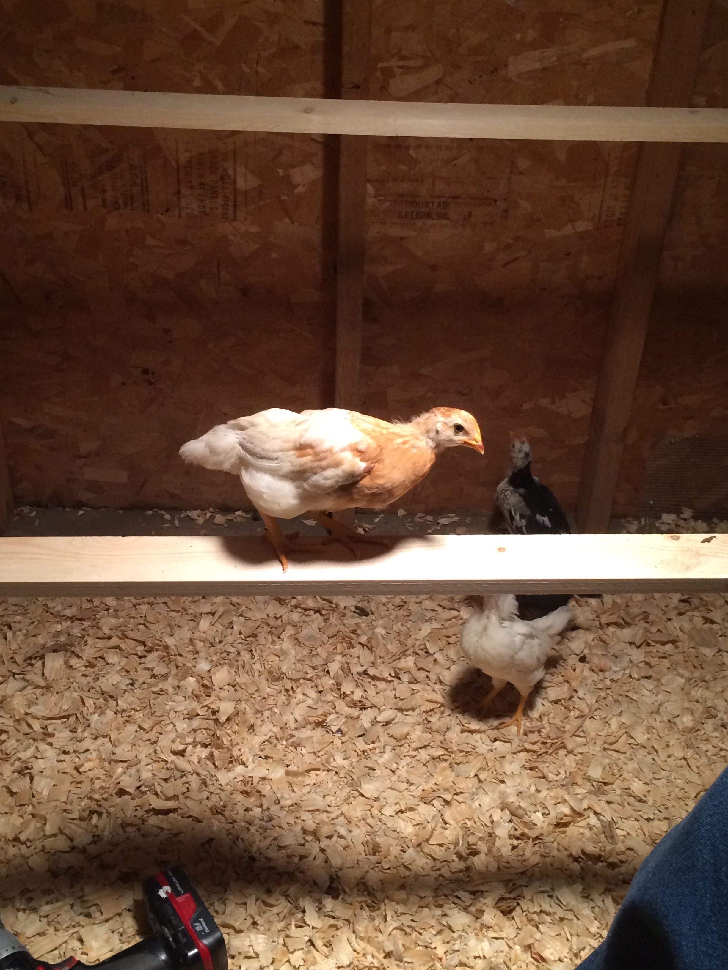 Goldie was the first to perch!!