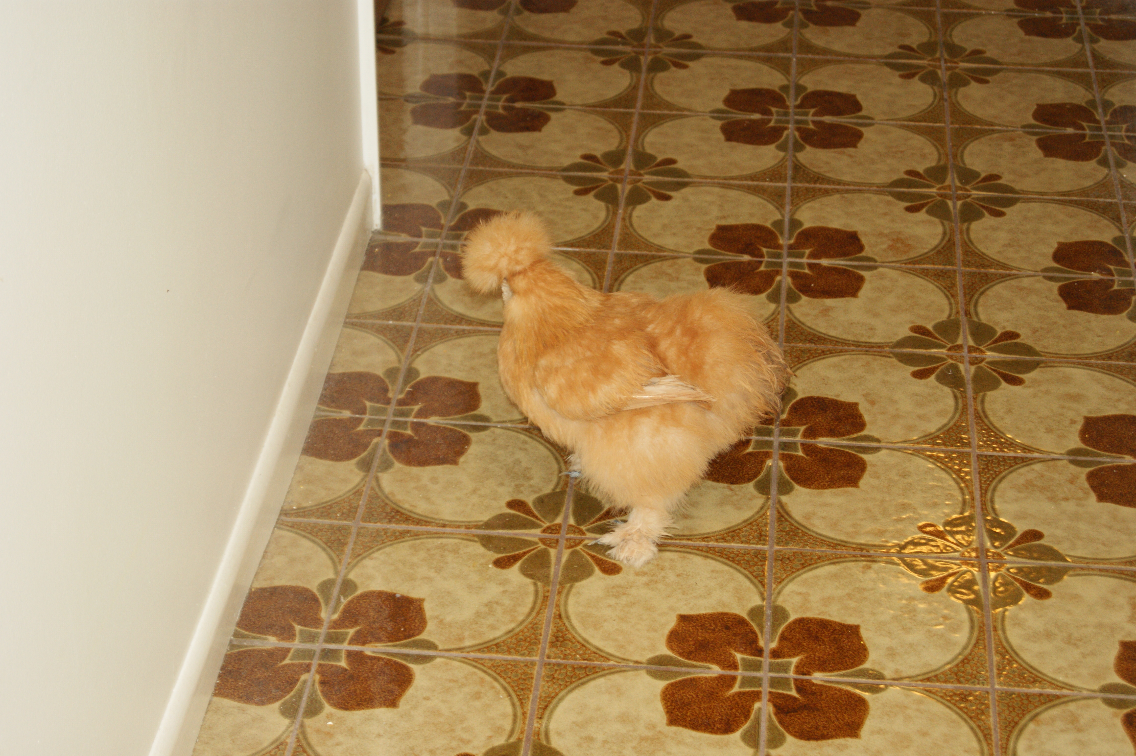 GoldieBear running from the camera...