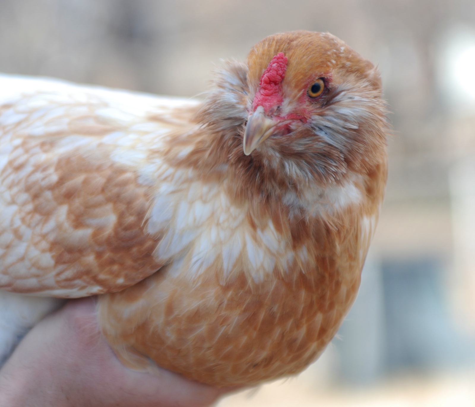 Goldielocks - Easter Egger