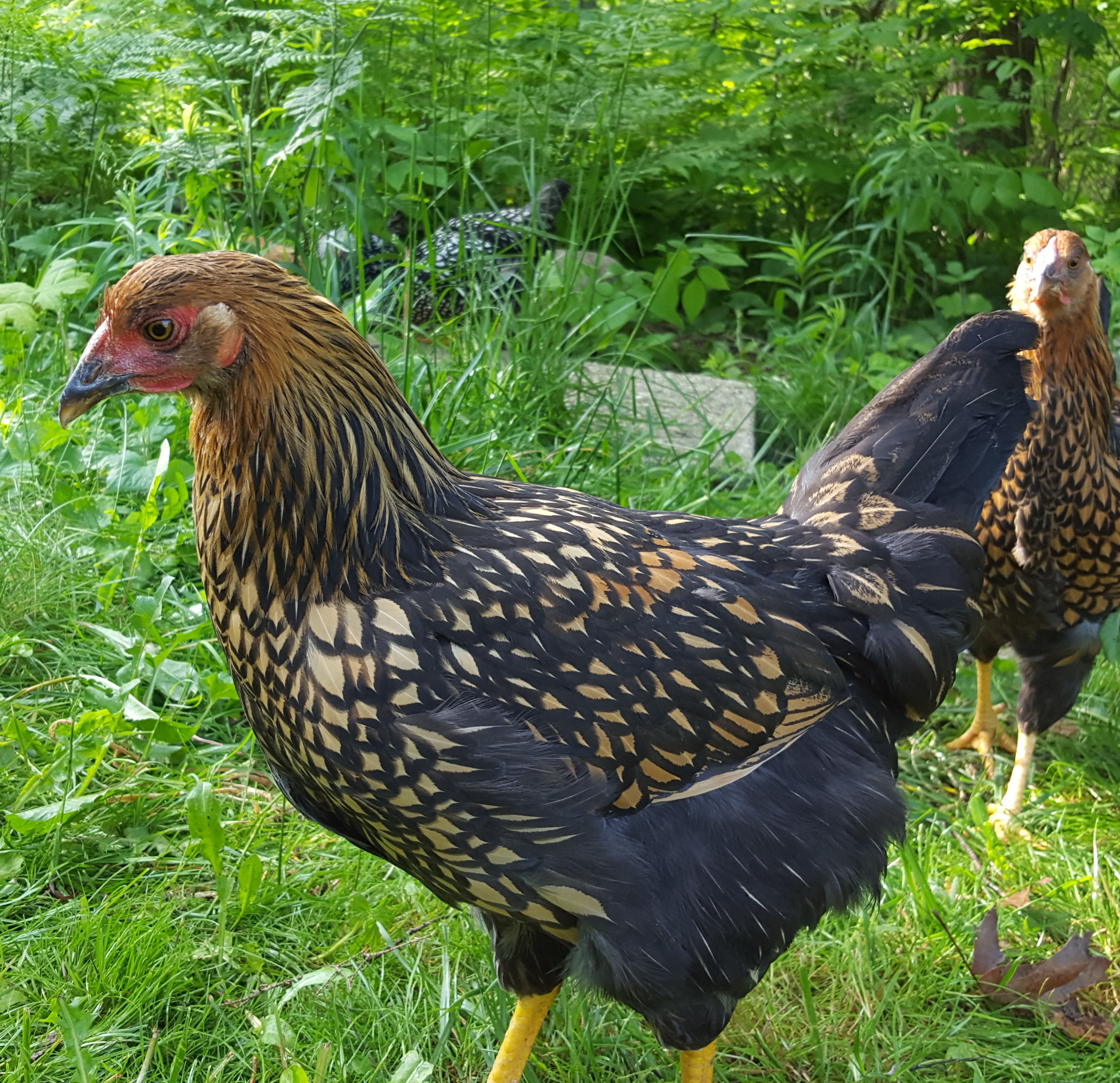 Goldlace Wyondotte, 12 weeks old