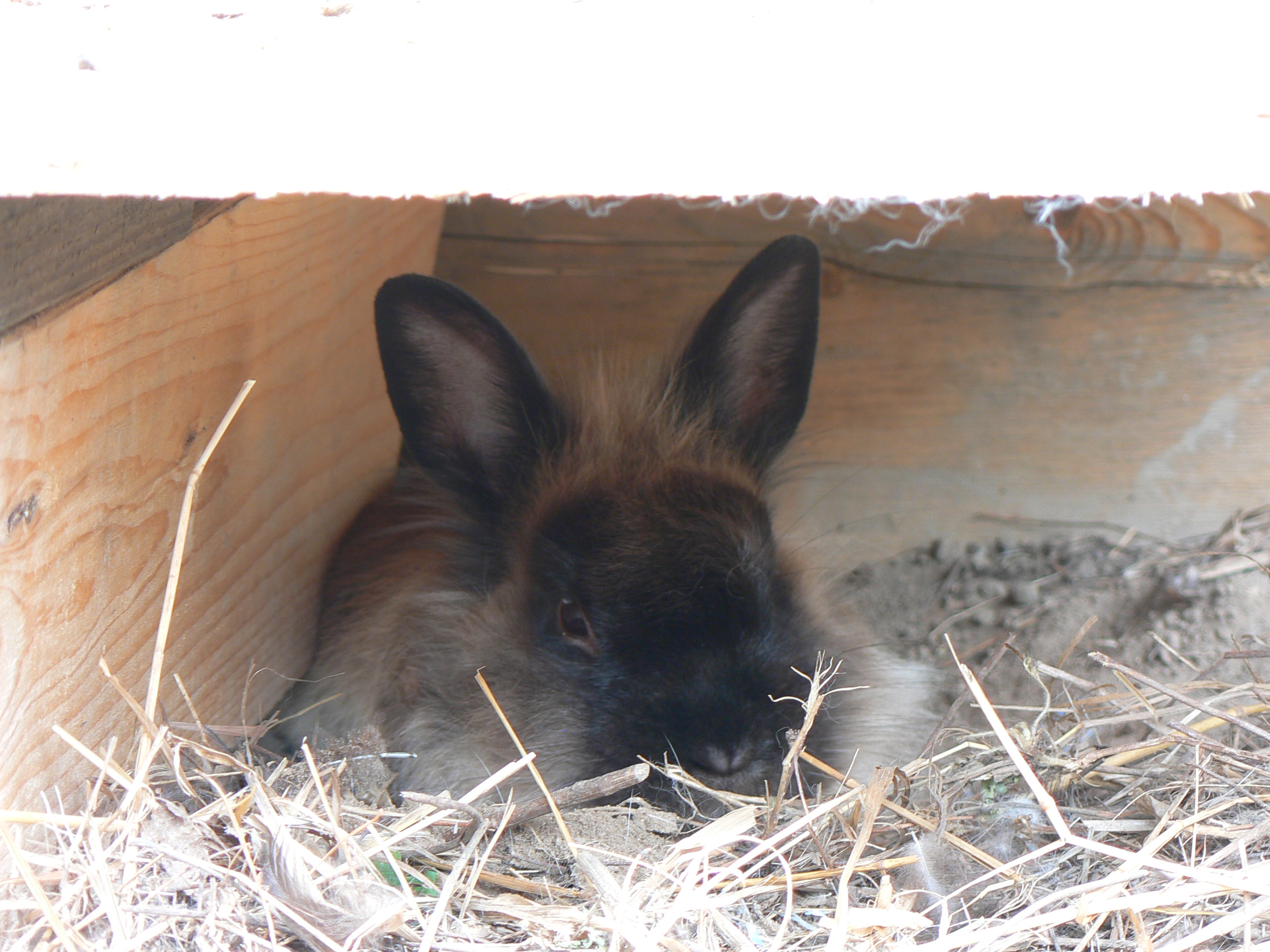 Goliath relaxing under the 'hideaway'