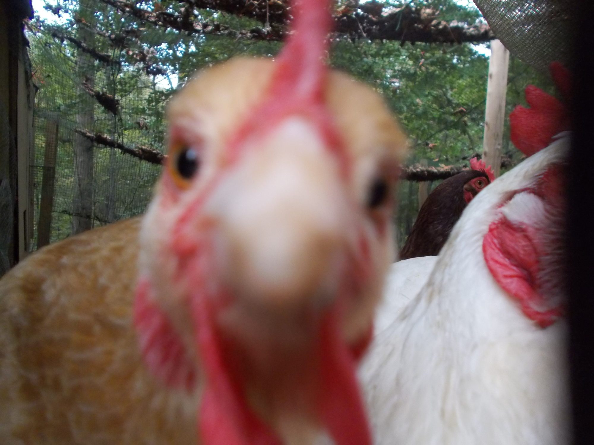 Gonna eat that lens