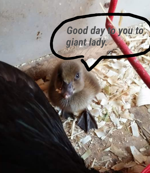 Good day duckling