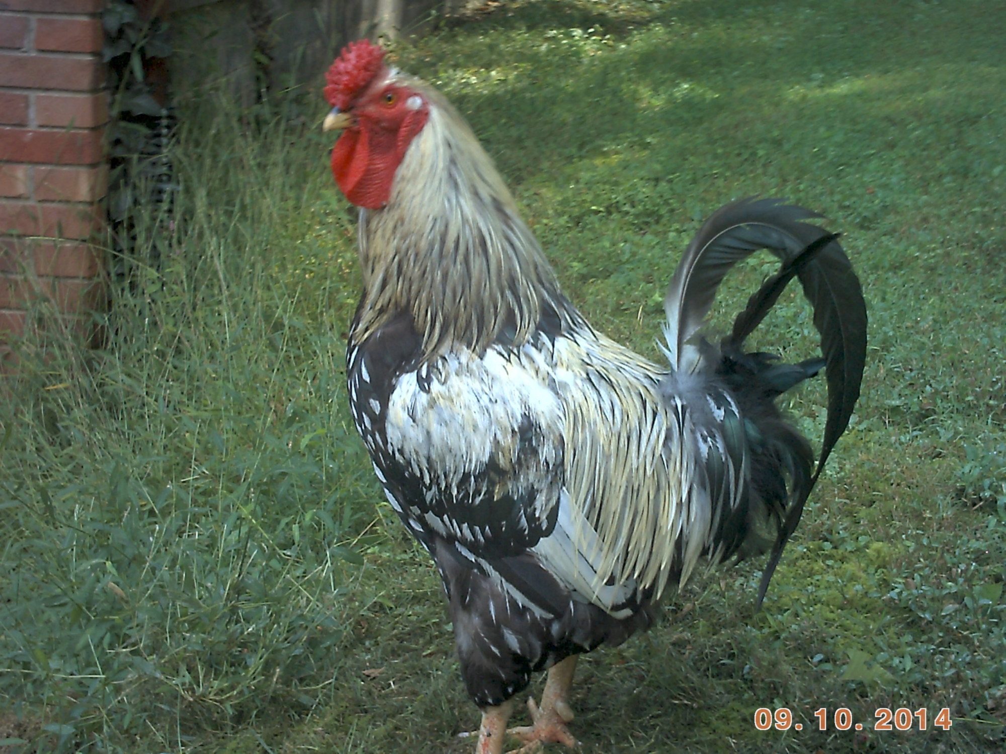 Good Lookin Rooster! ( Silver Laced Wyandotte)