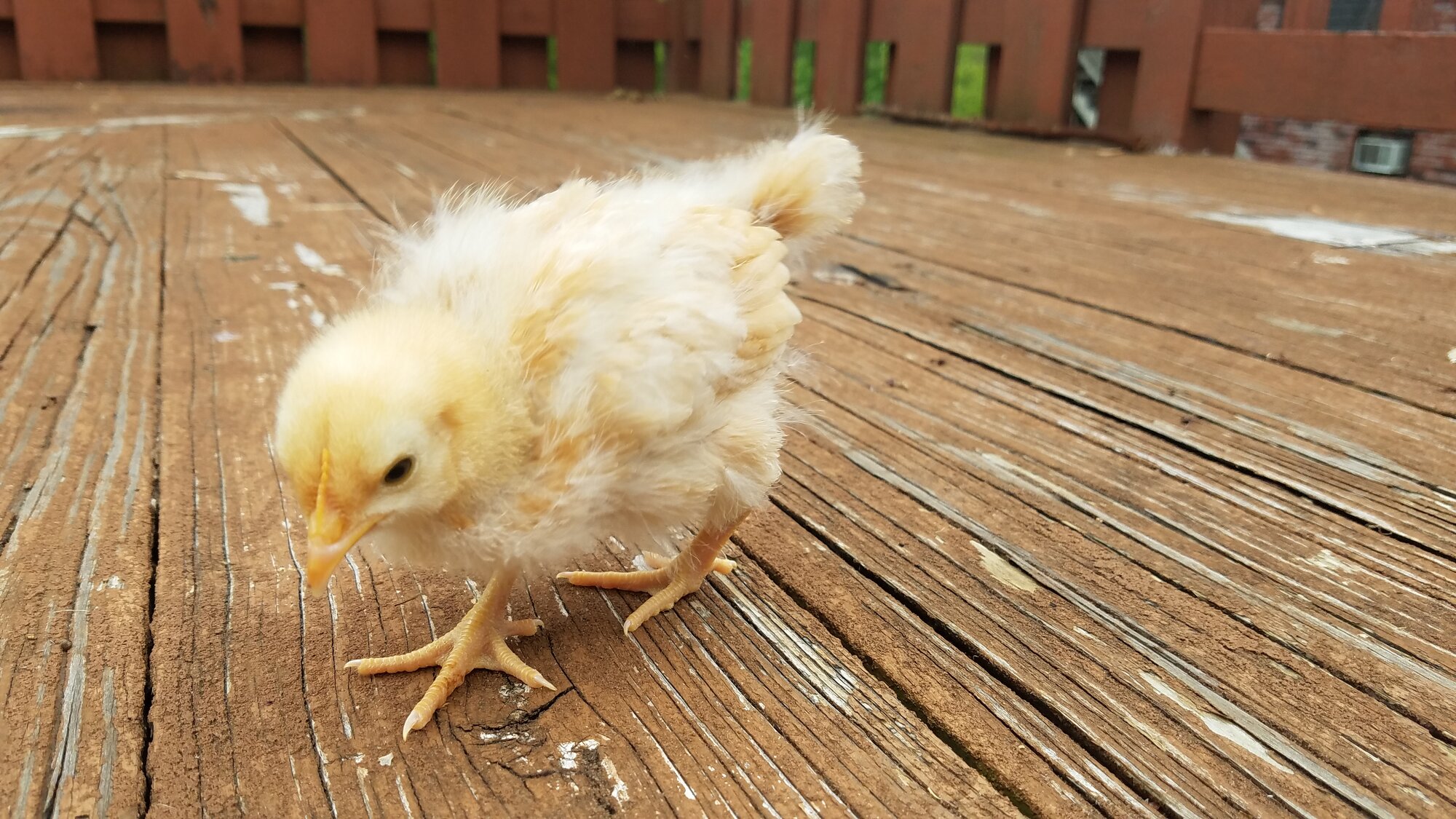 Good Morning and hello!!