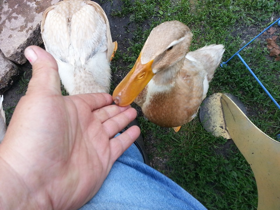 Good morning Mr. Duck. :)