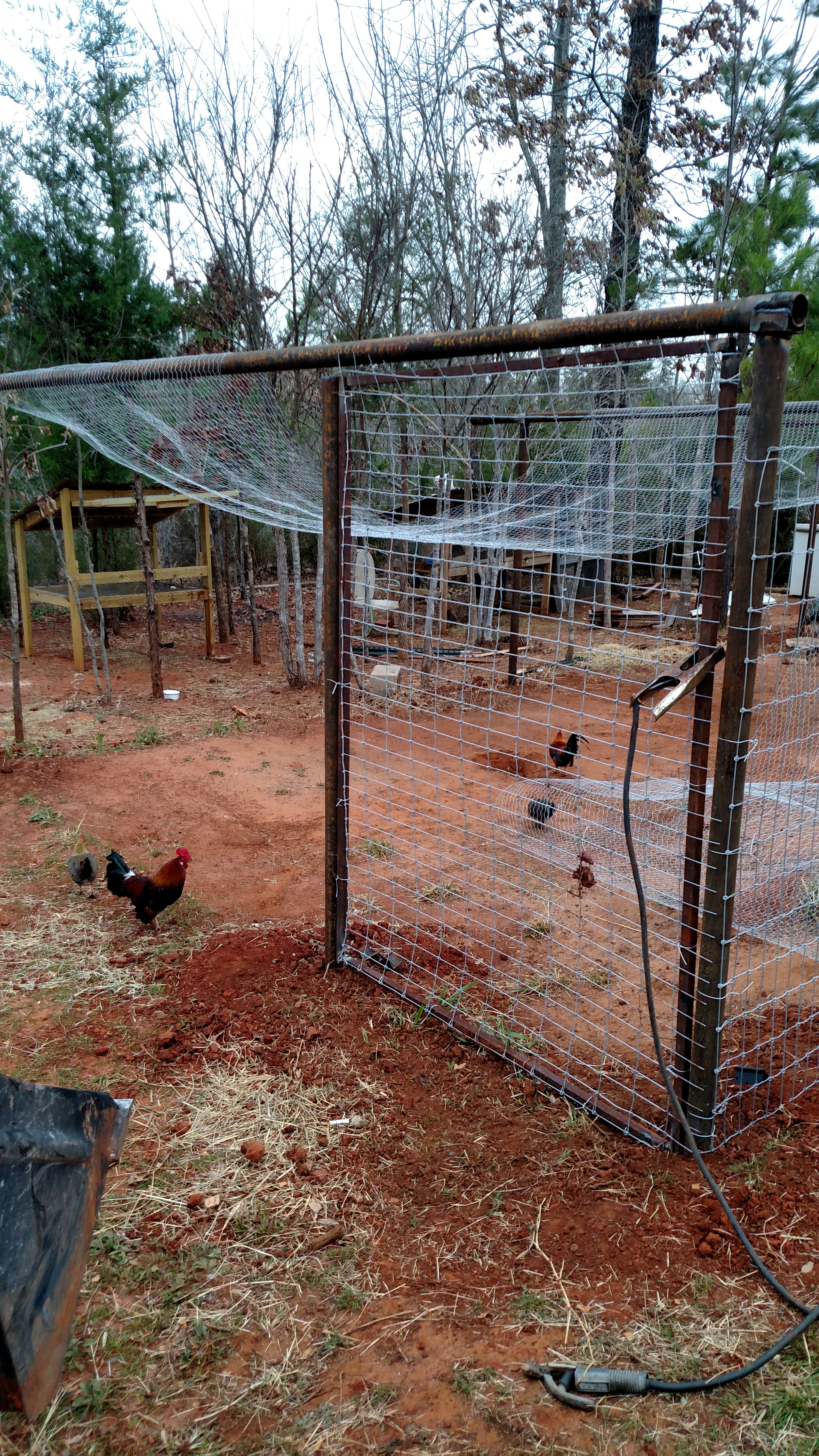Good morning to all.  Gate up.  And chickens helping today.  Yesterday the equipment had em a little shy.  But today they are okay with it.