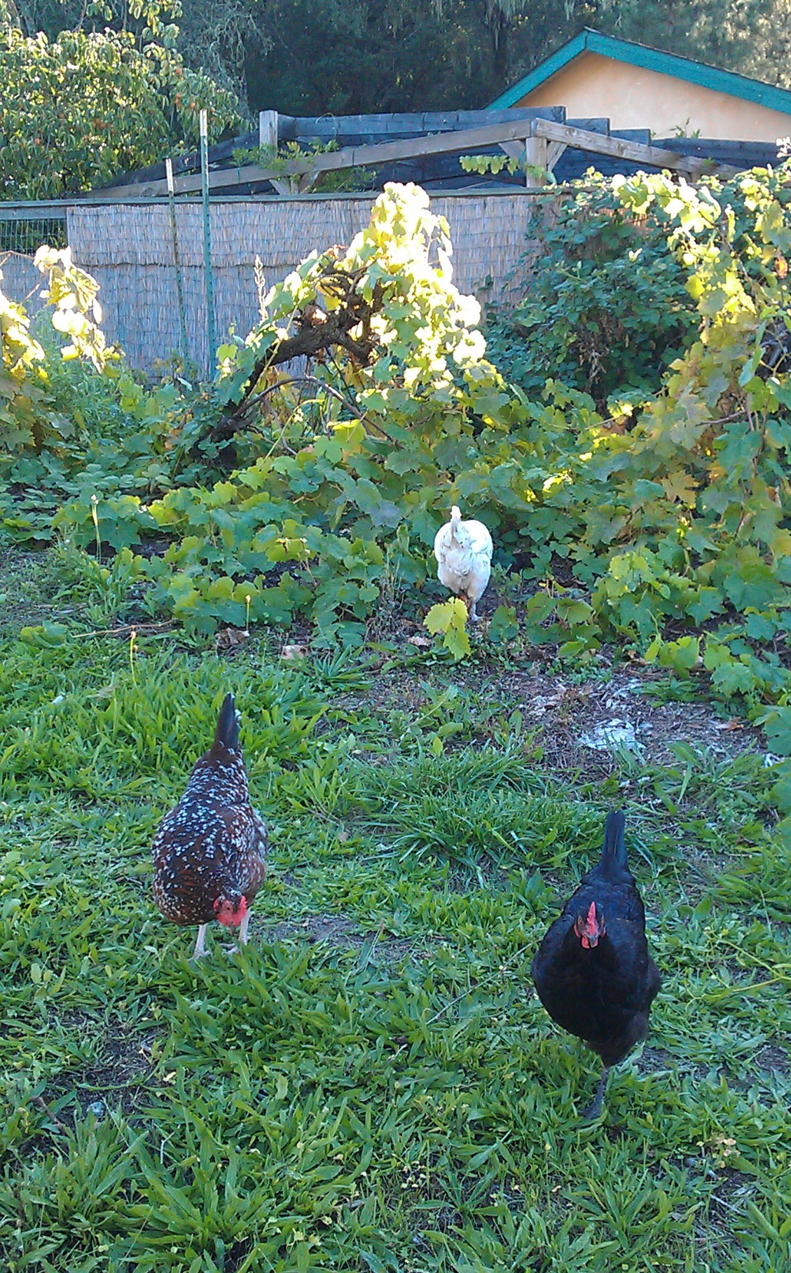 Good stuff under the grape vines!