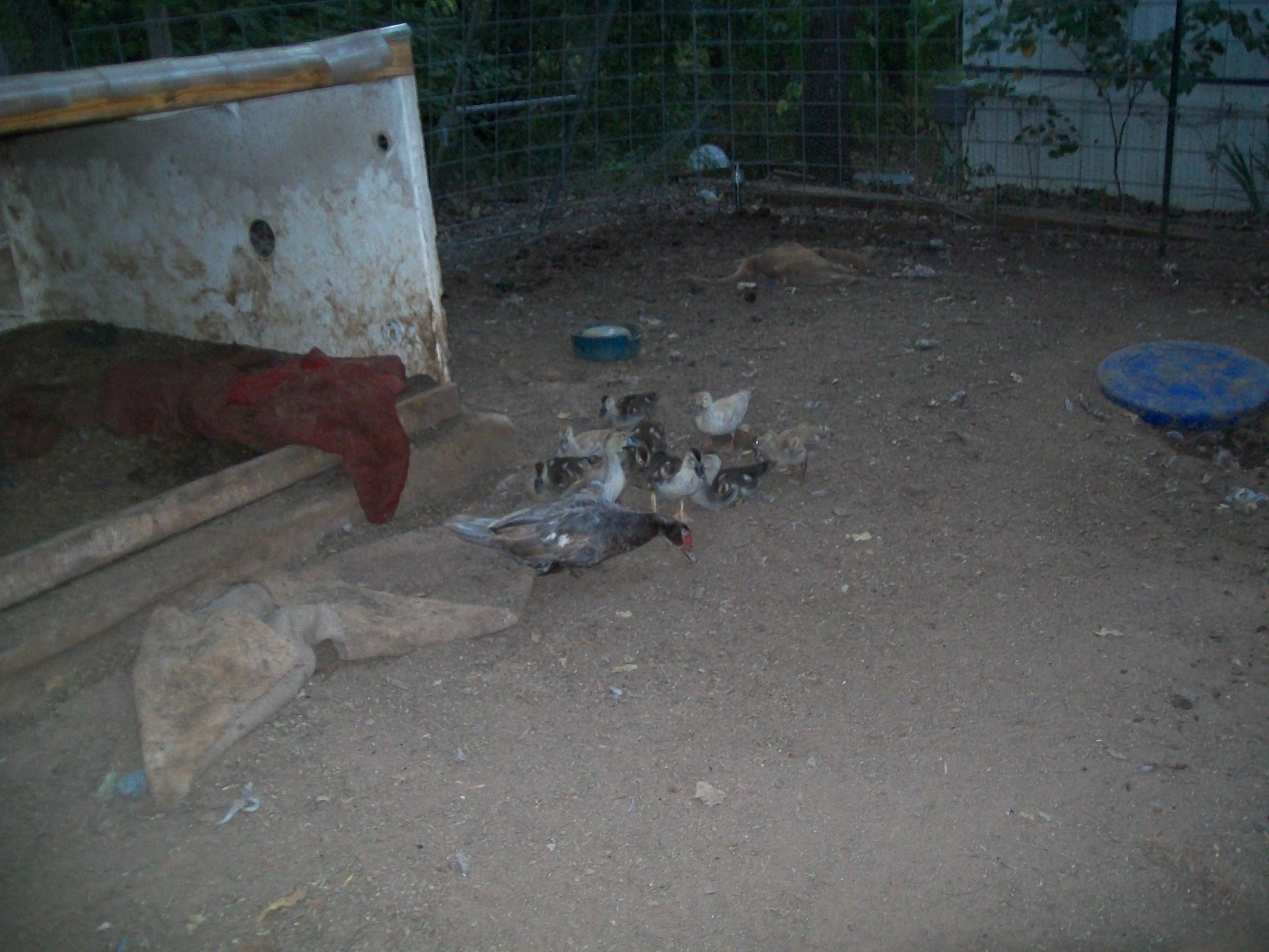 Good thing my pigs haven't aquired a taste for duck, this hen brings her babies here every day to see what the pigs missed