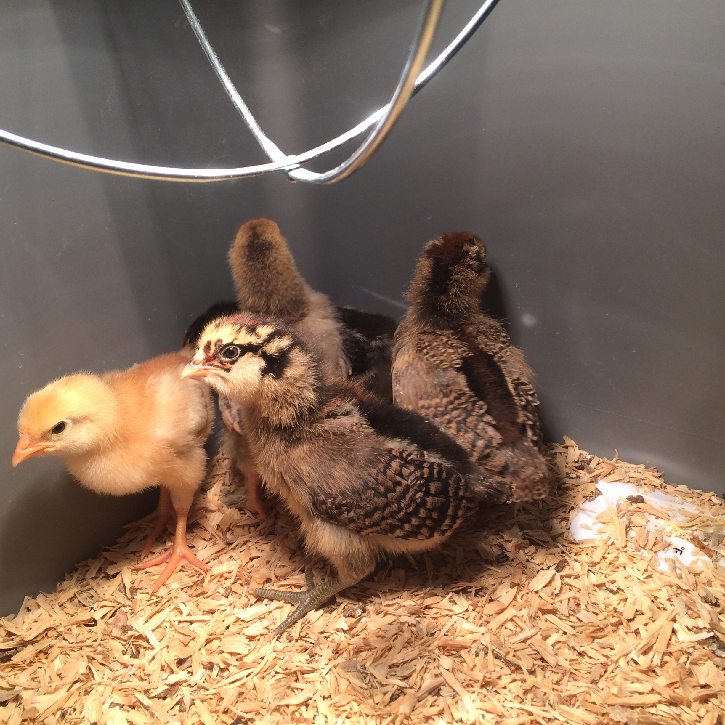 good times in the brooder