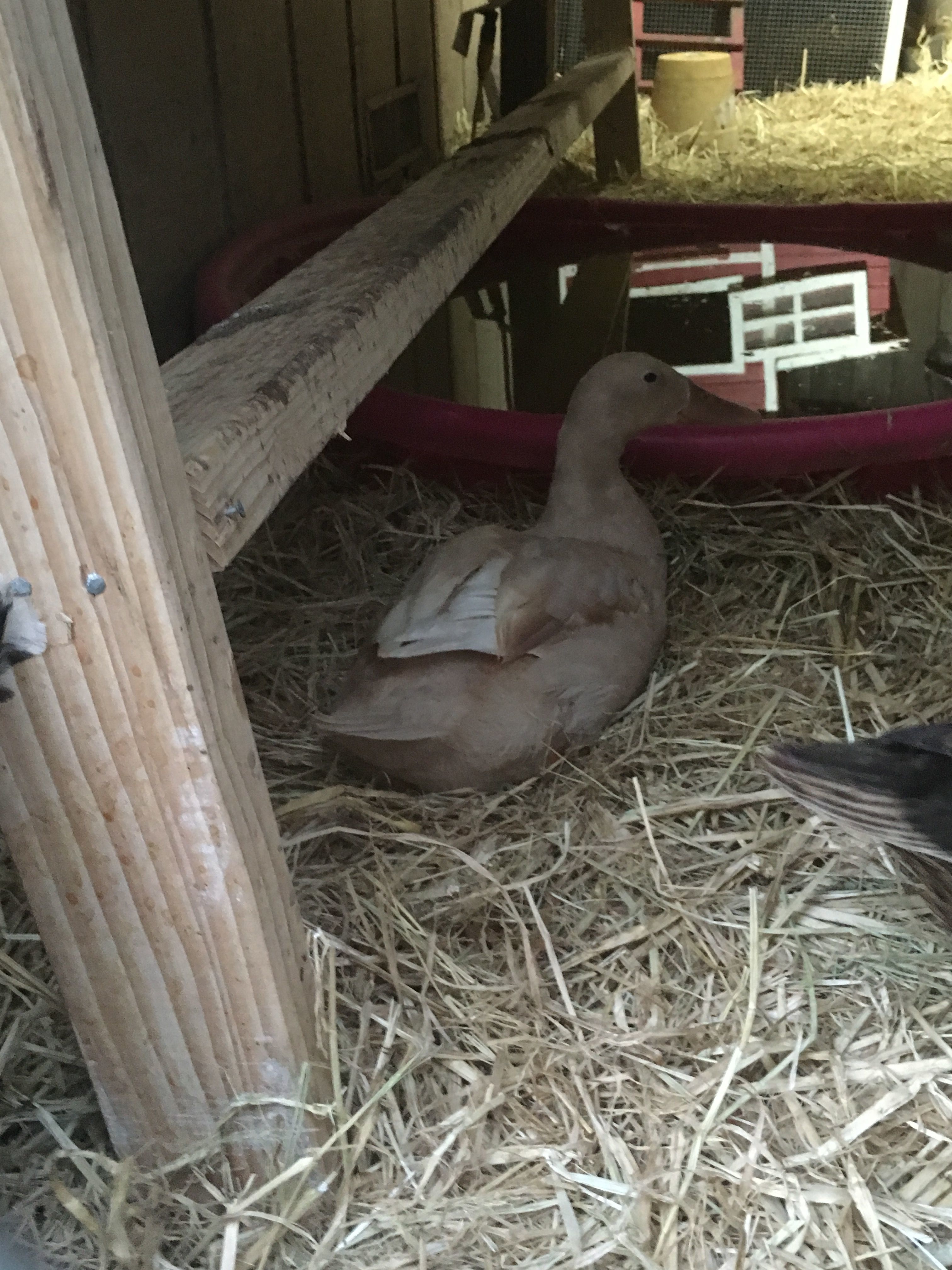 goodnight from pebbles