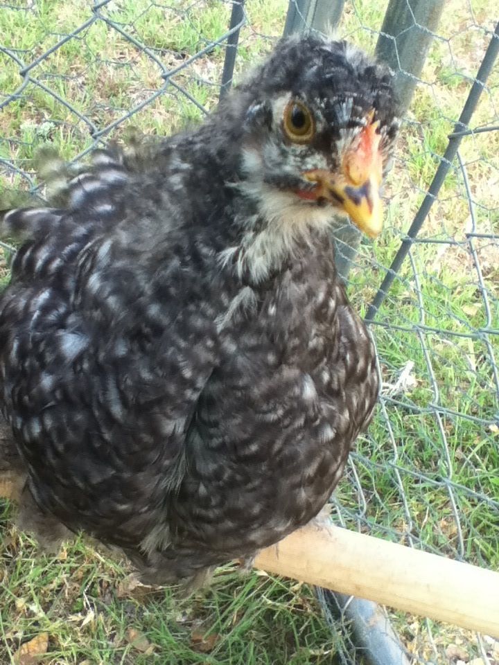 Goody Two Shoes
Cochin