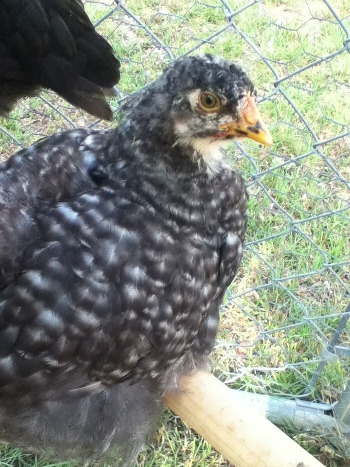 Goody Two Shoes
Cochin