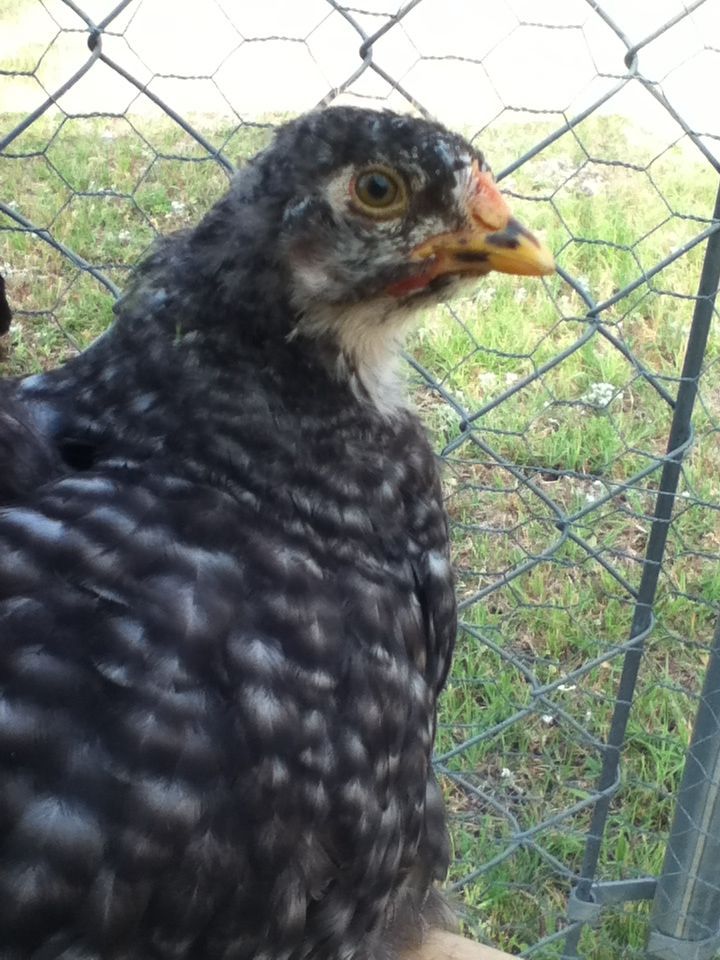 Goody Two Shoes
Cochin