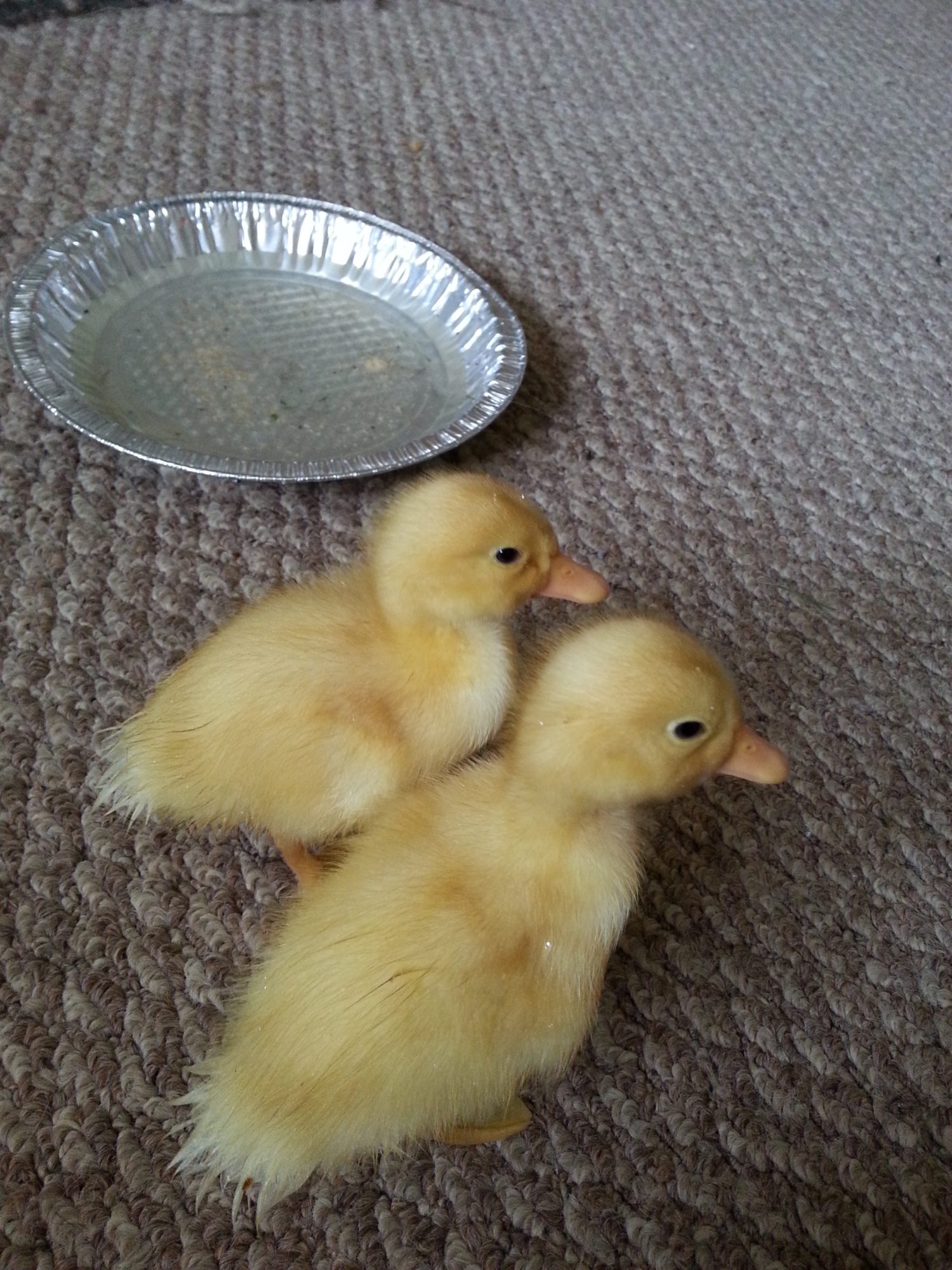 goof & daisy as babies