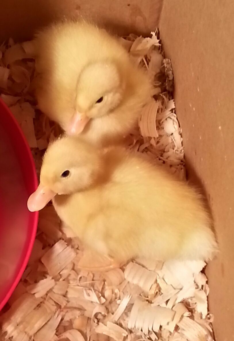 goof & daisy when we first got them