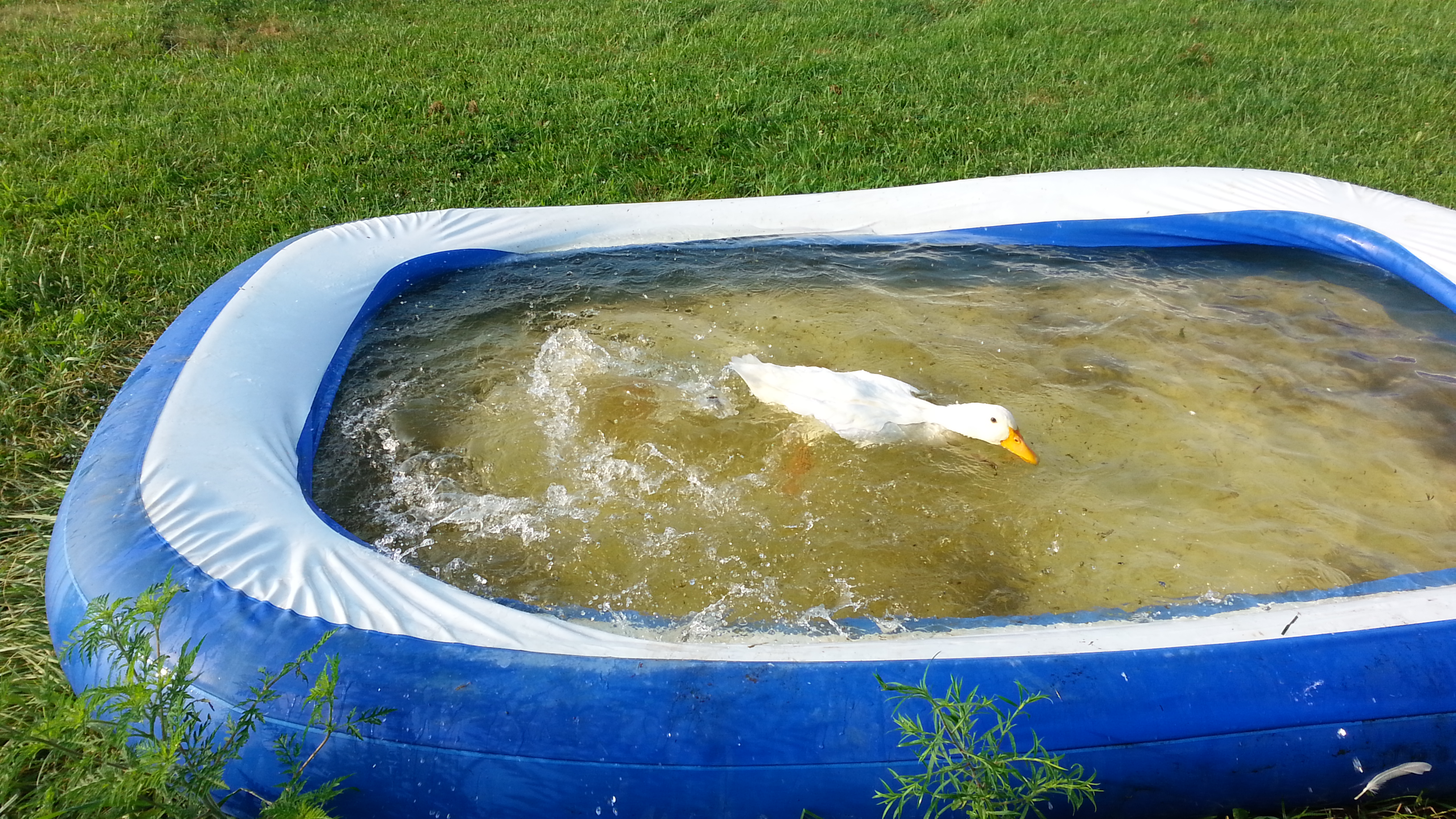 goof is under water...daisy is on top