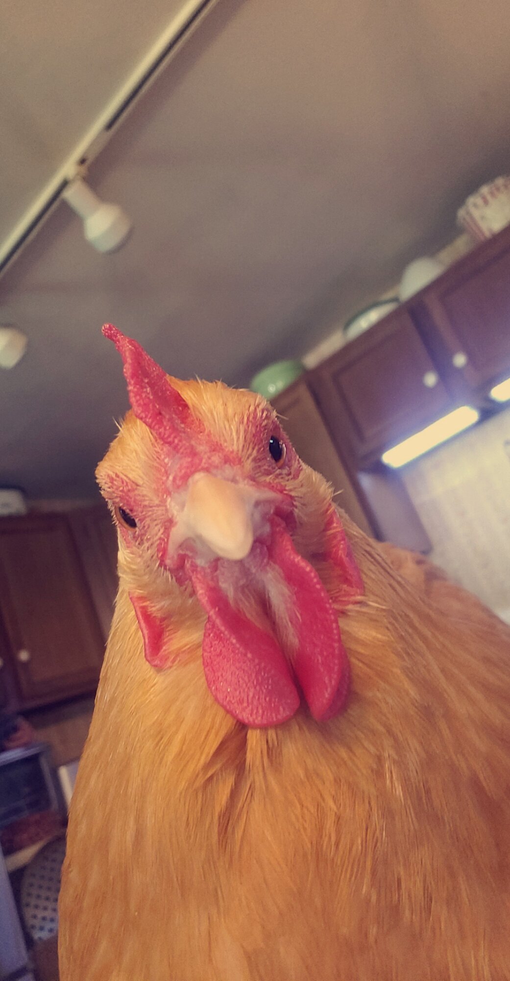 Goofball