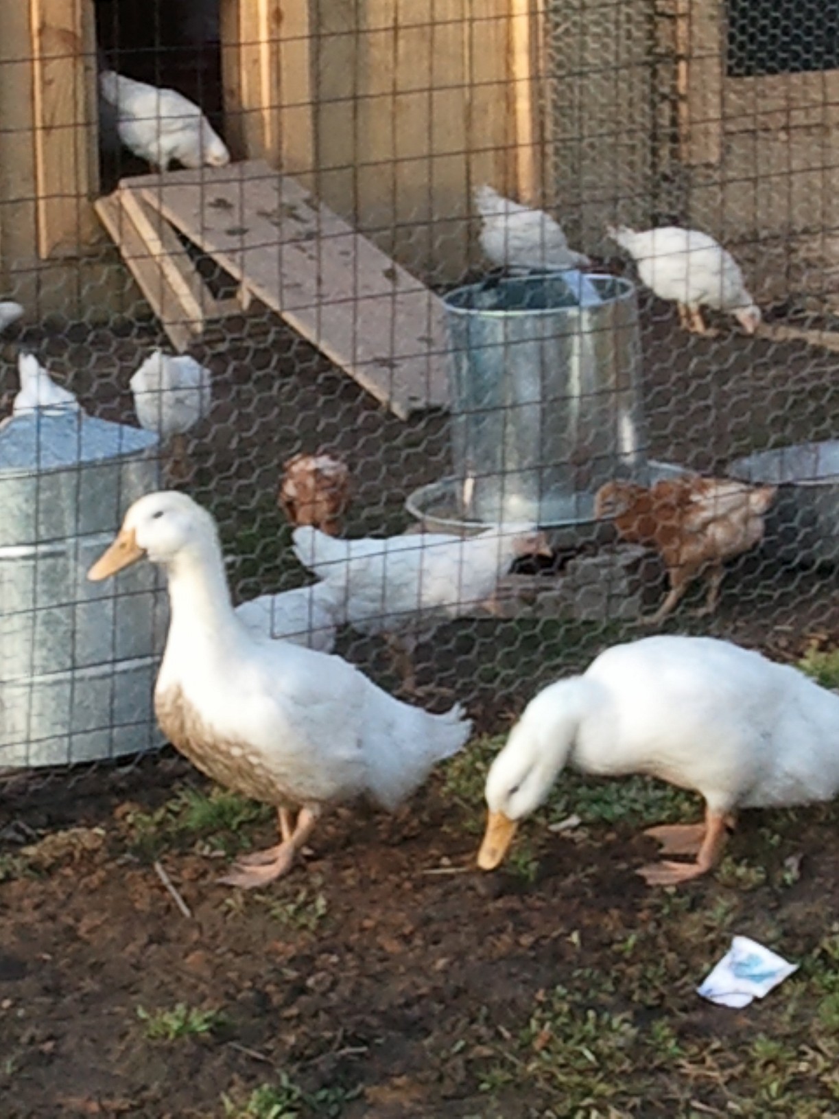 Goofy and daffy exploring outside the coop.
