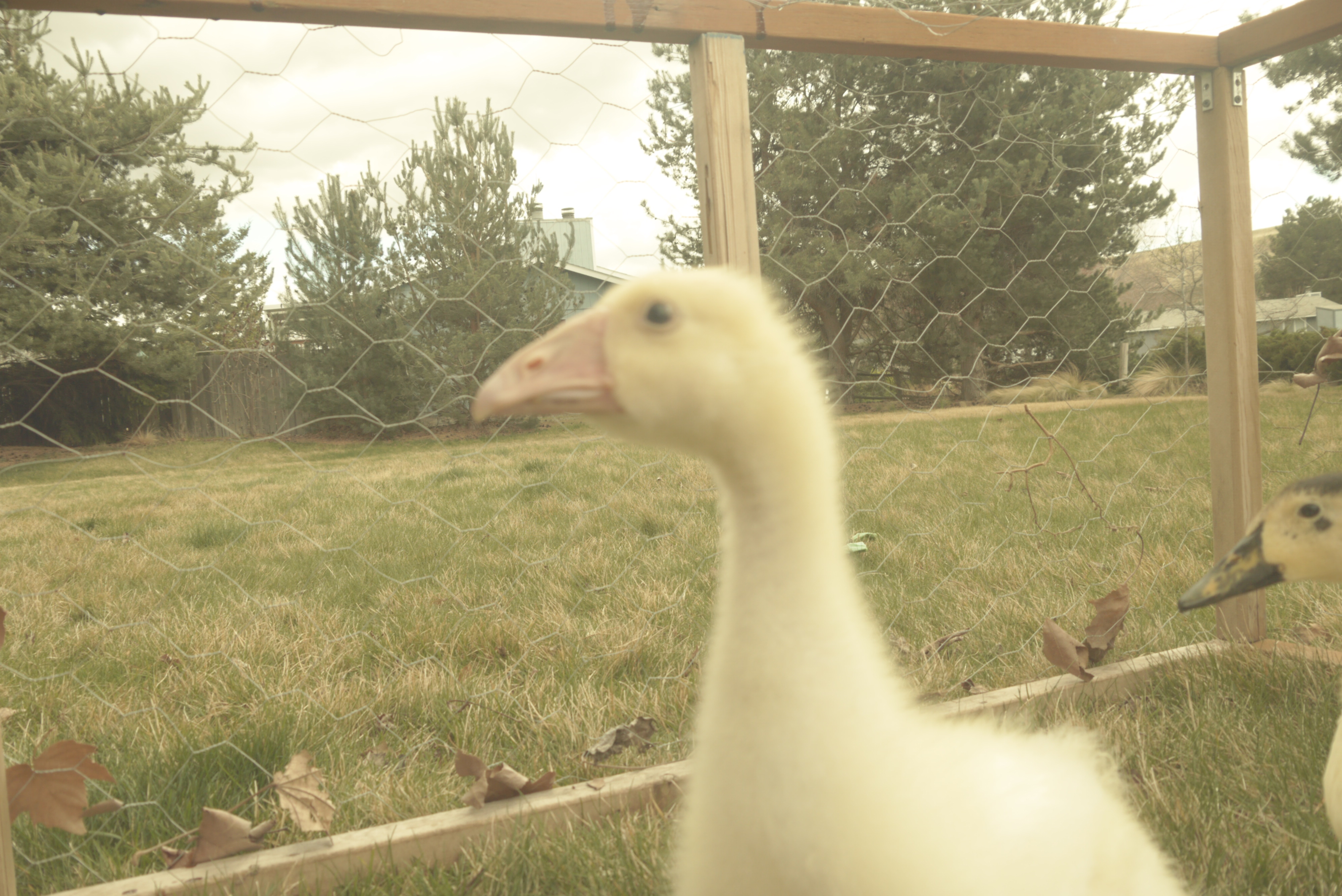 goose as my daughter has named him/her so