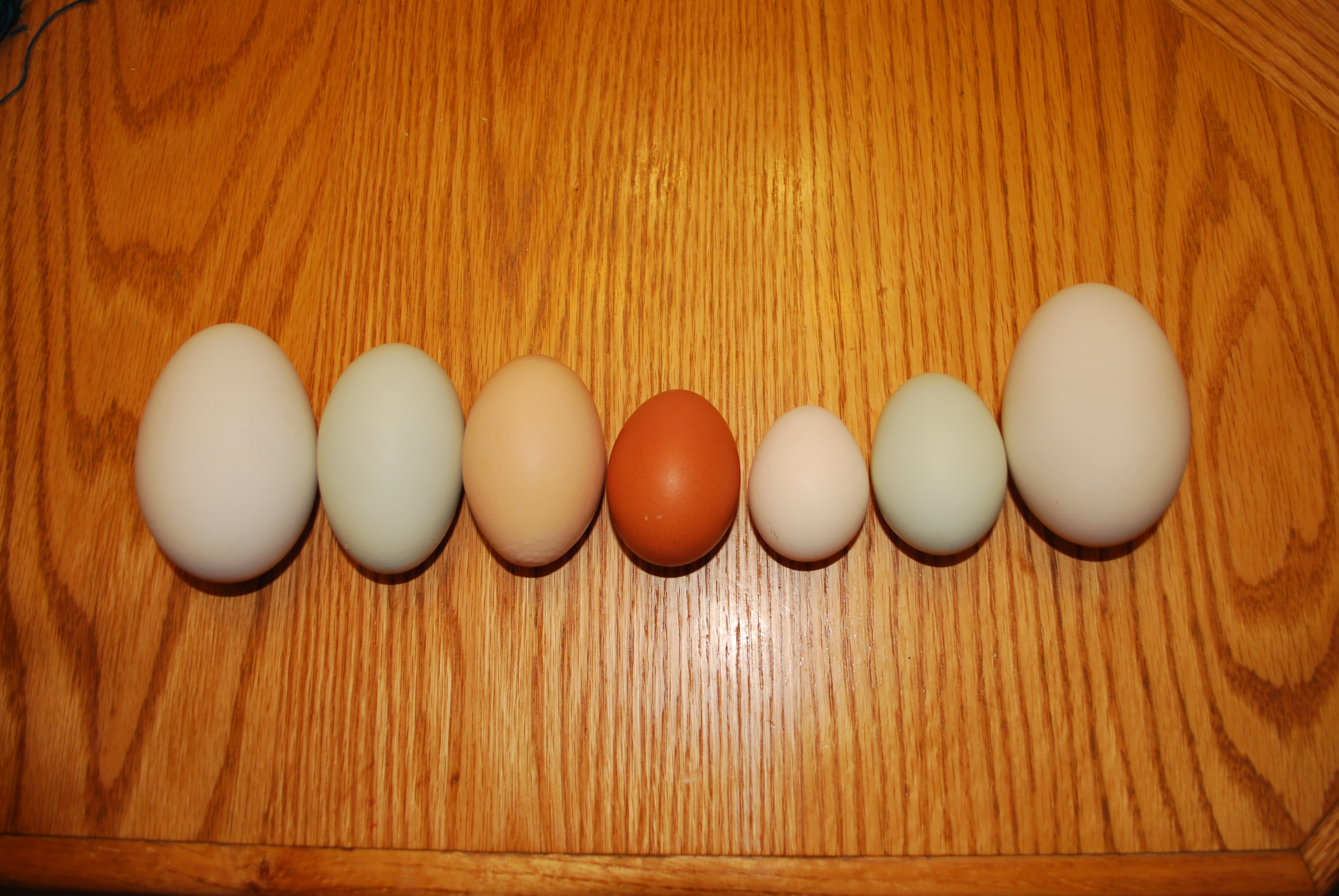 goose, bowie's HUGE double yolker, a regular double yolker, cuckoo maran regular size, silkie, EE regular size, goose.
