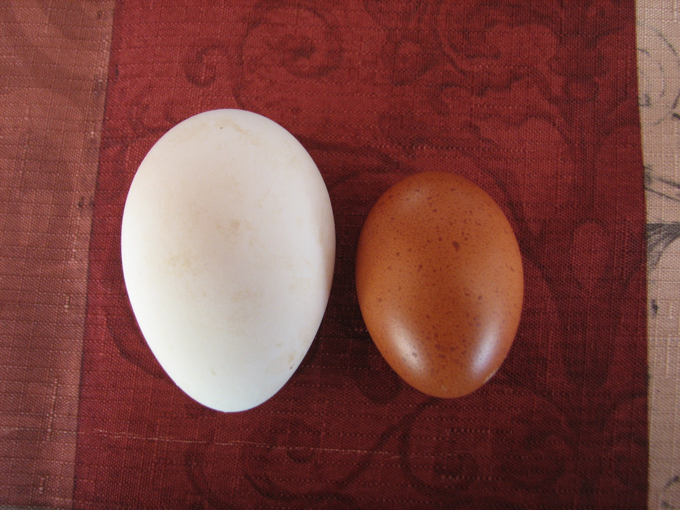 Goose egg compared to Welsummer Egg