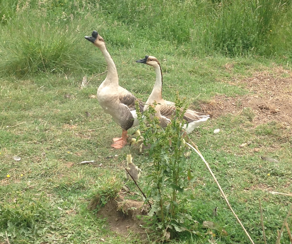 Goose family 2015