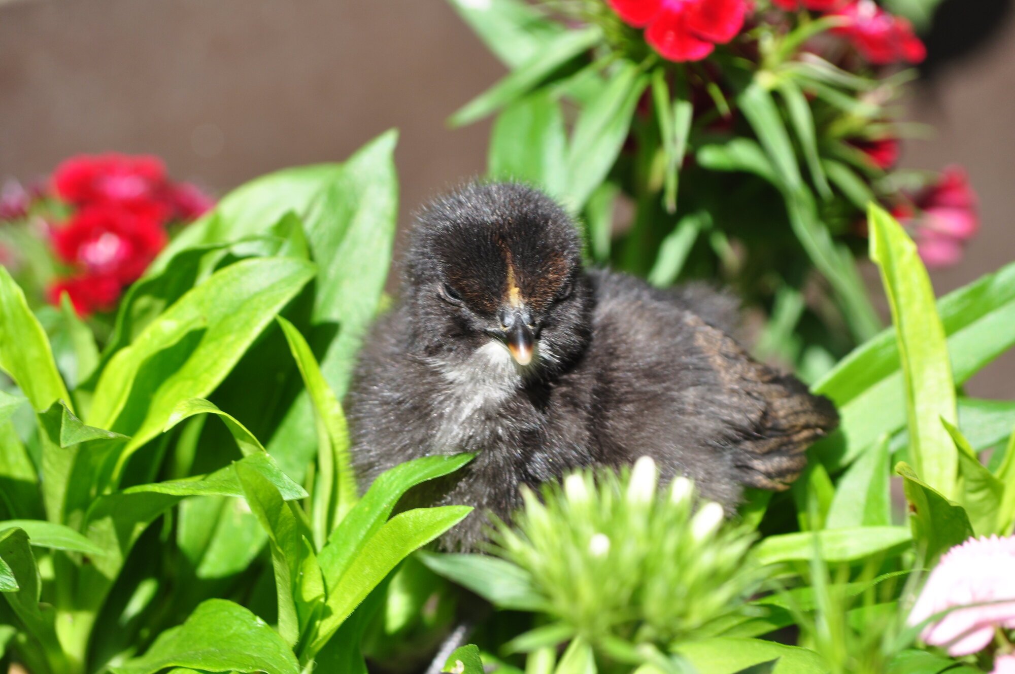 Goose in flowers