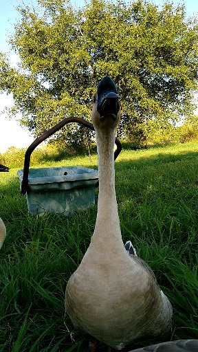 GOOSE!.jpg