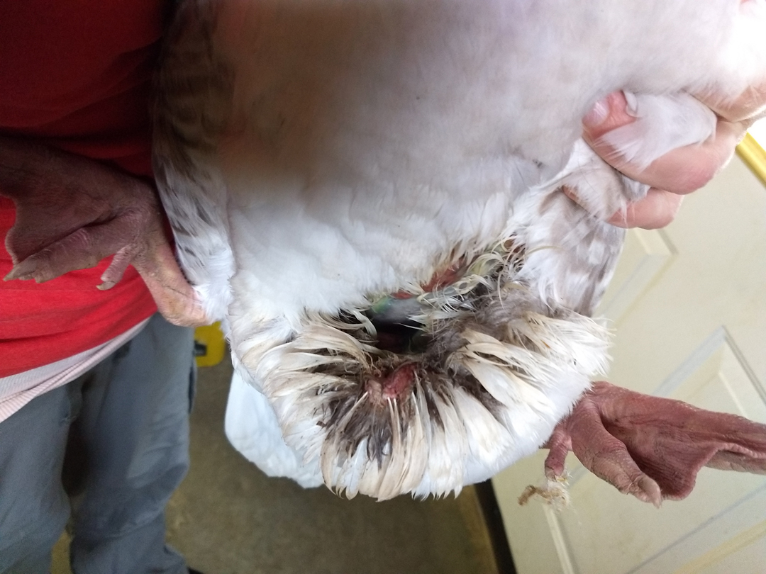Goose Puncture Wound