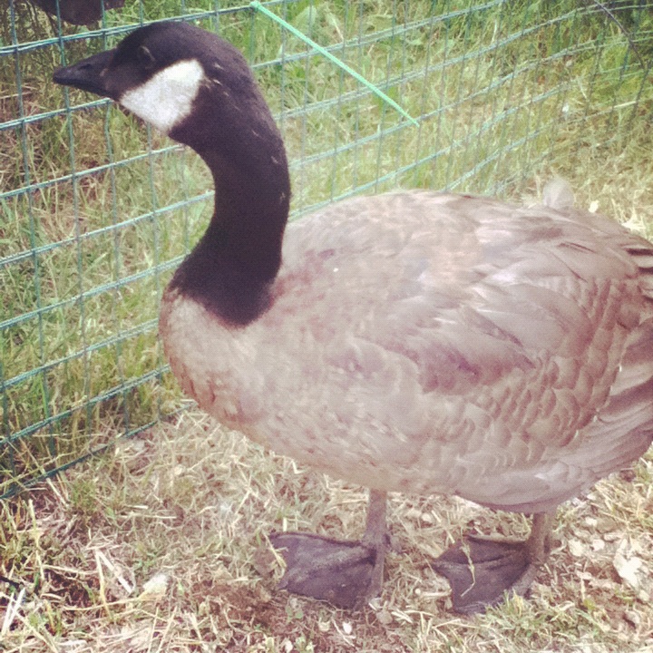 Goose