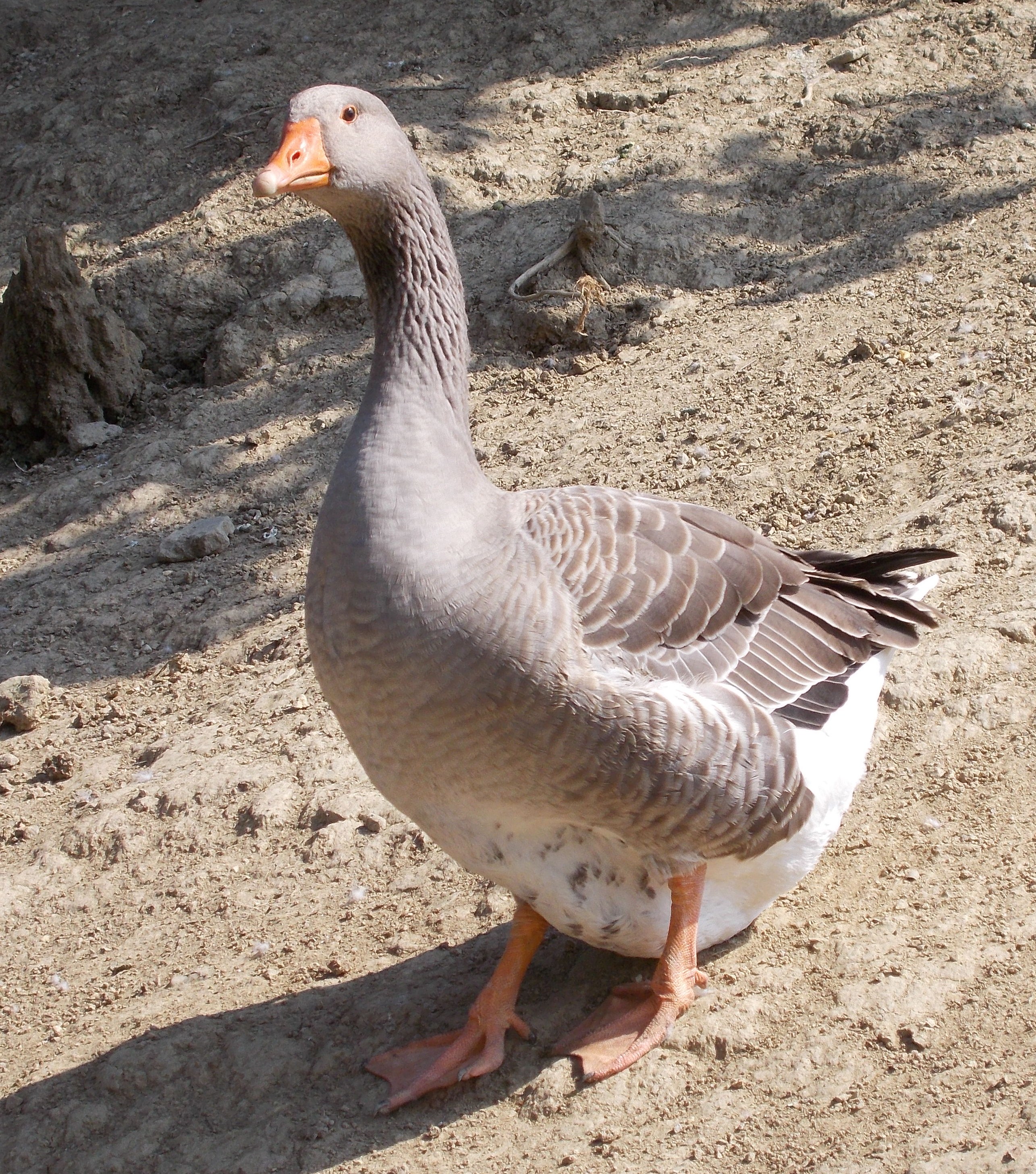 goose
