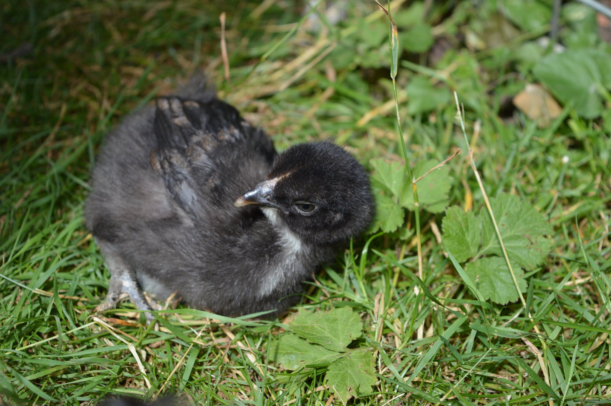 Goose1