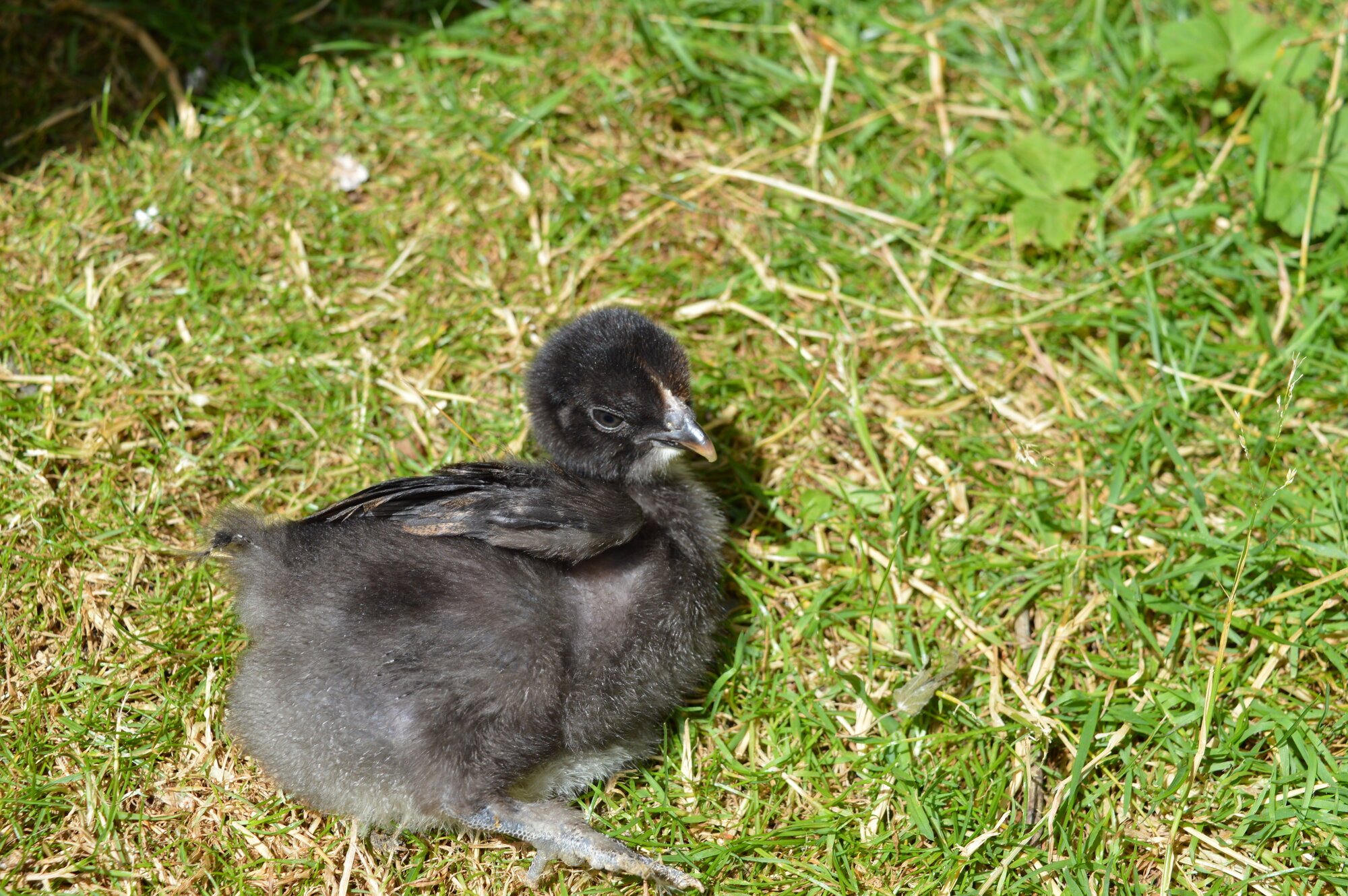 Goose2