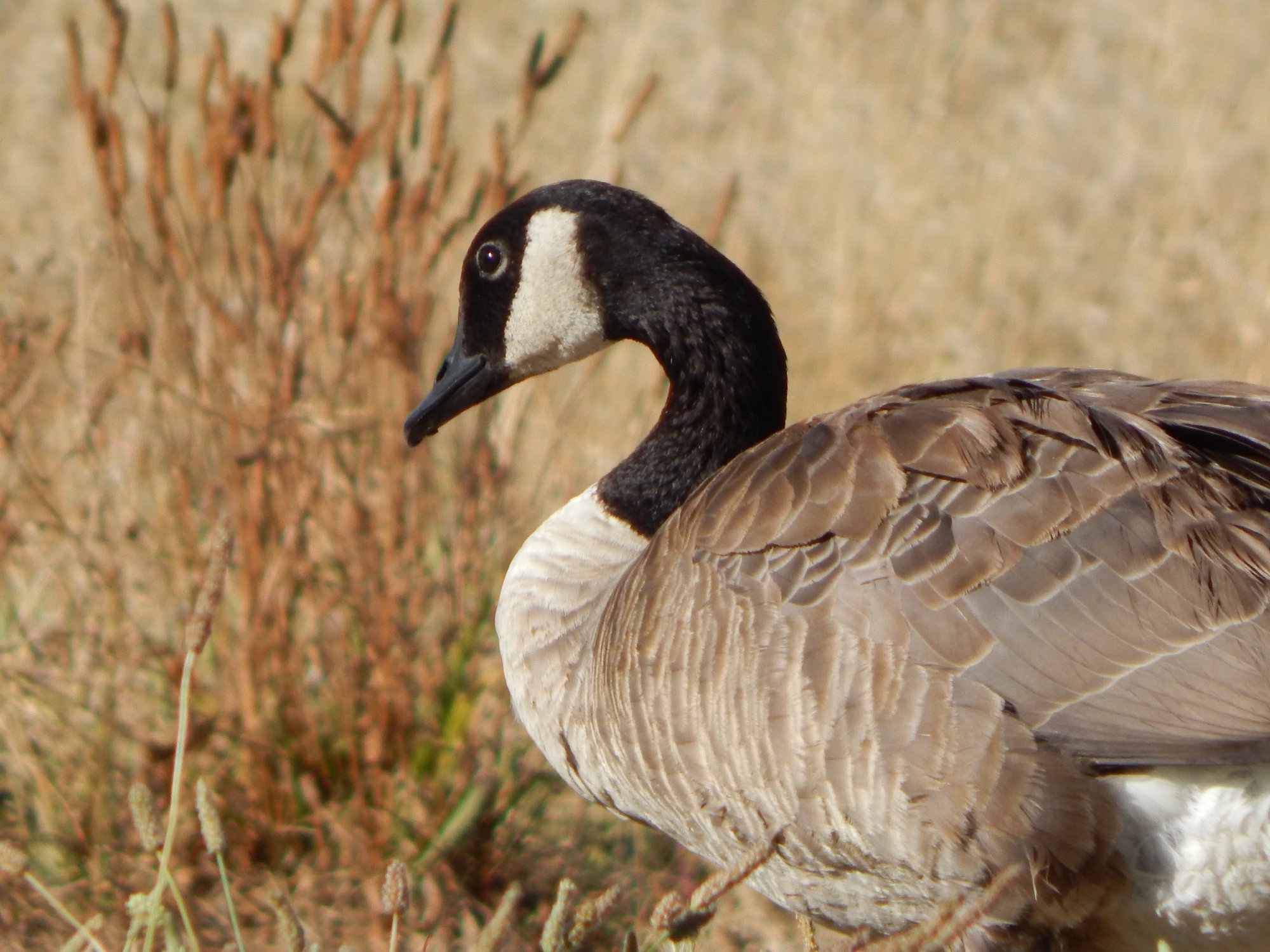 Goose_2_35