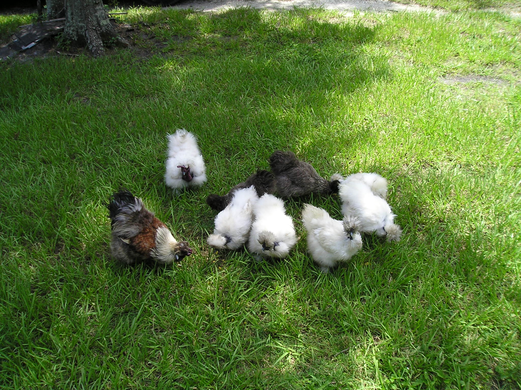 Gorf and Silkie flock