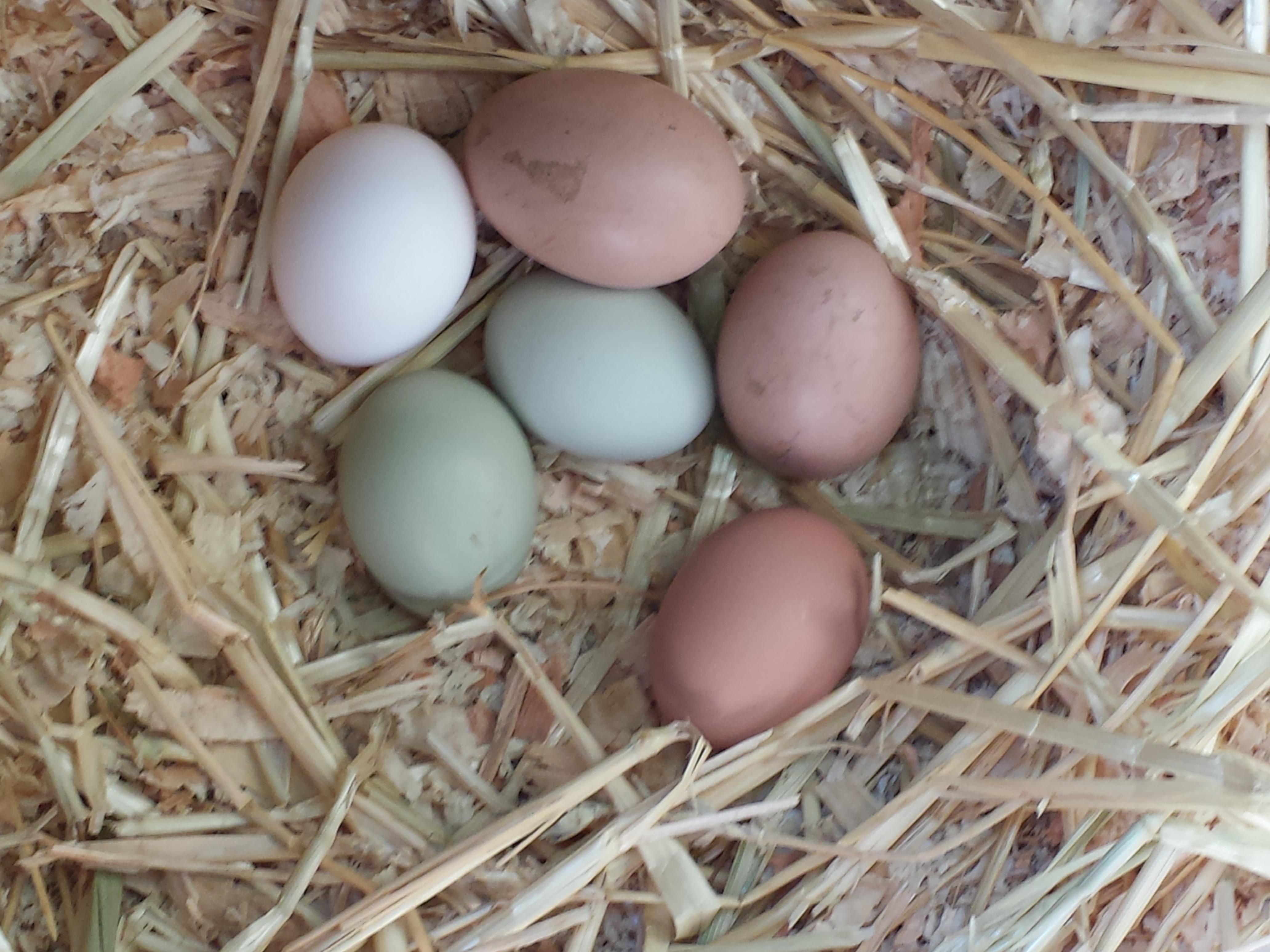 Gorgeous eggs from my girls