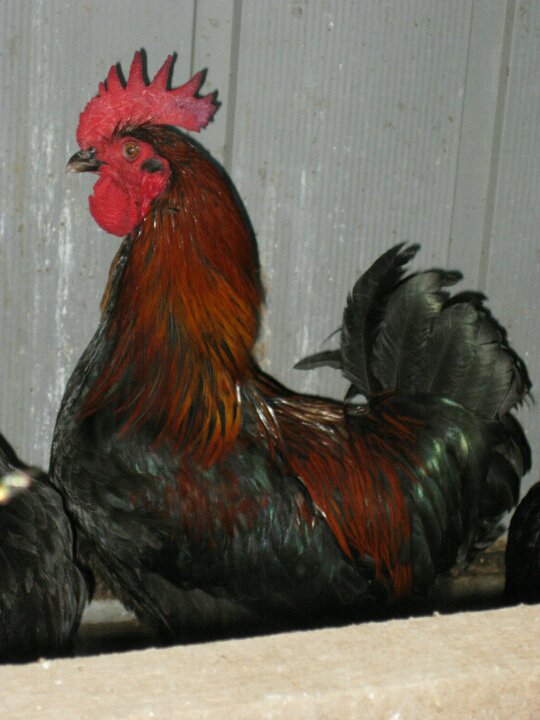 "Gorgeous George" R.I.P.