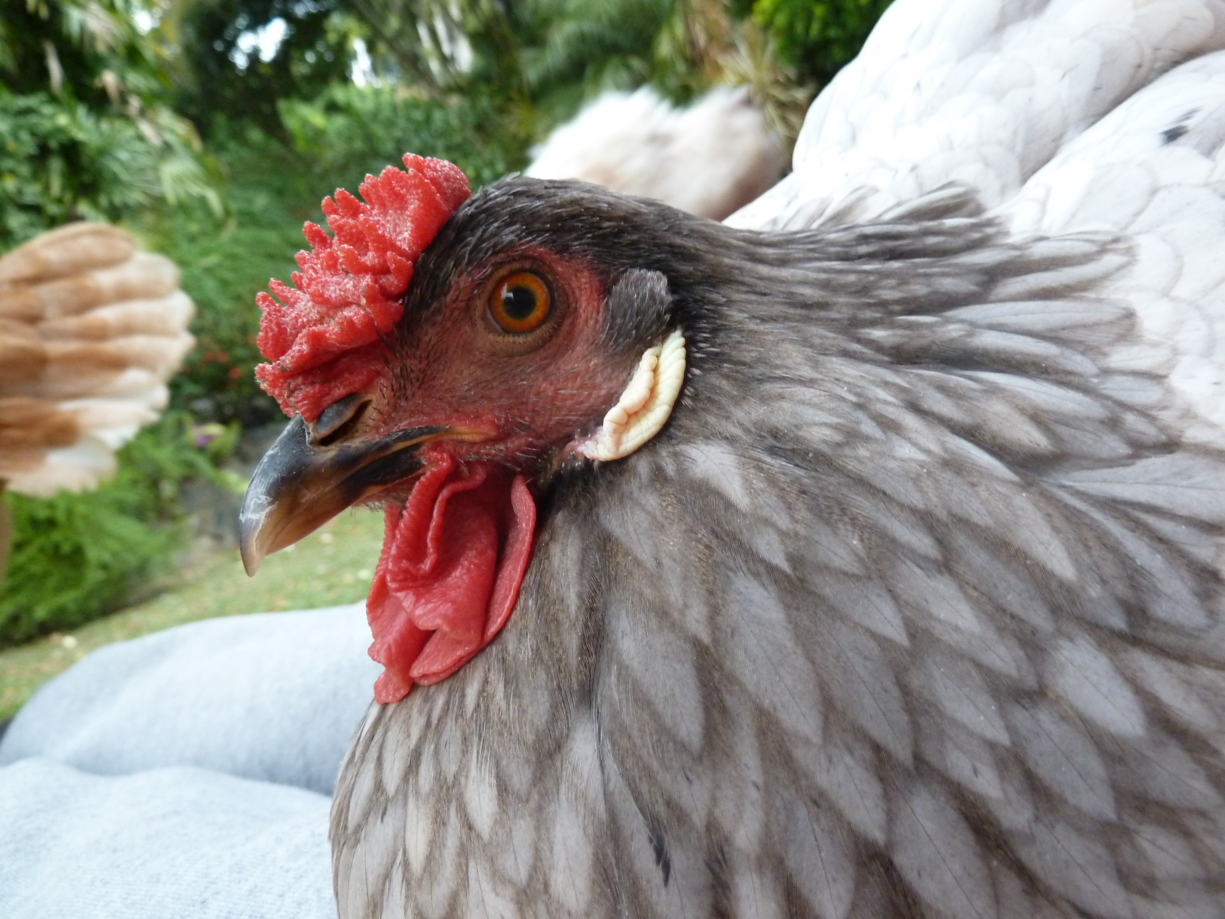 Gorgeous Pepper.