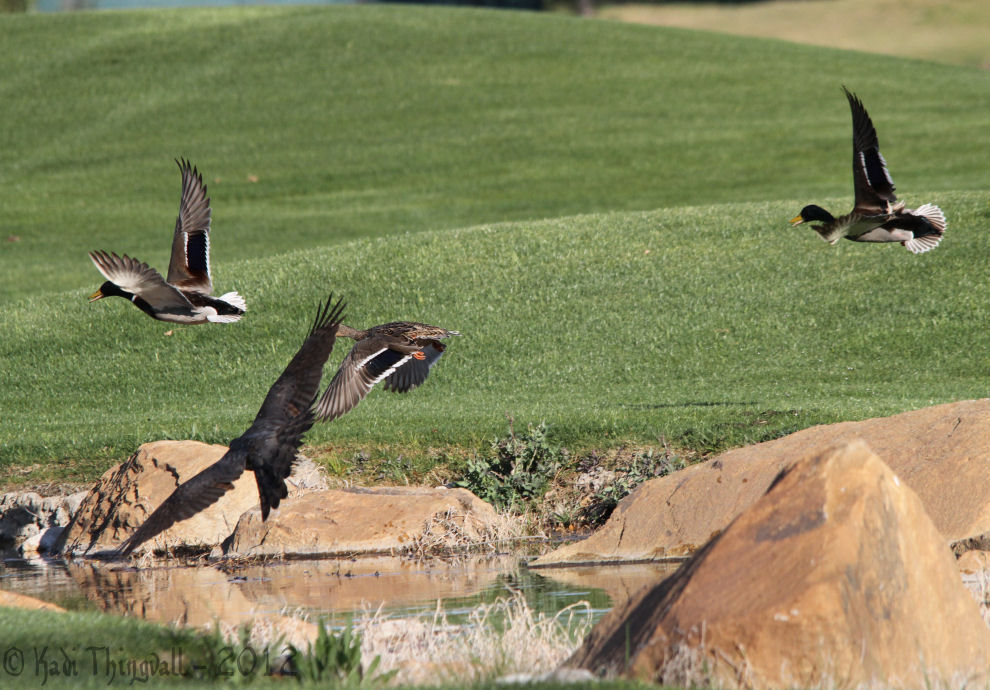 Goshawk hunting wild Mallards