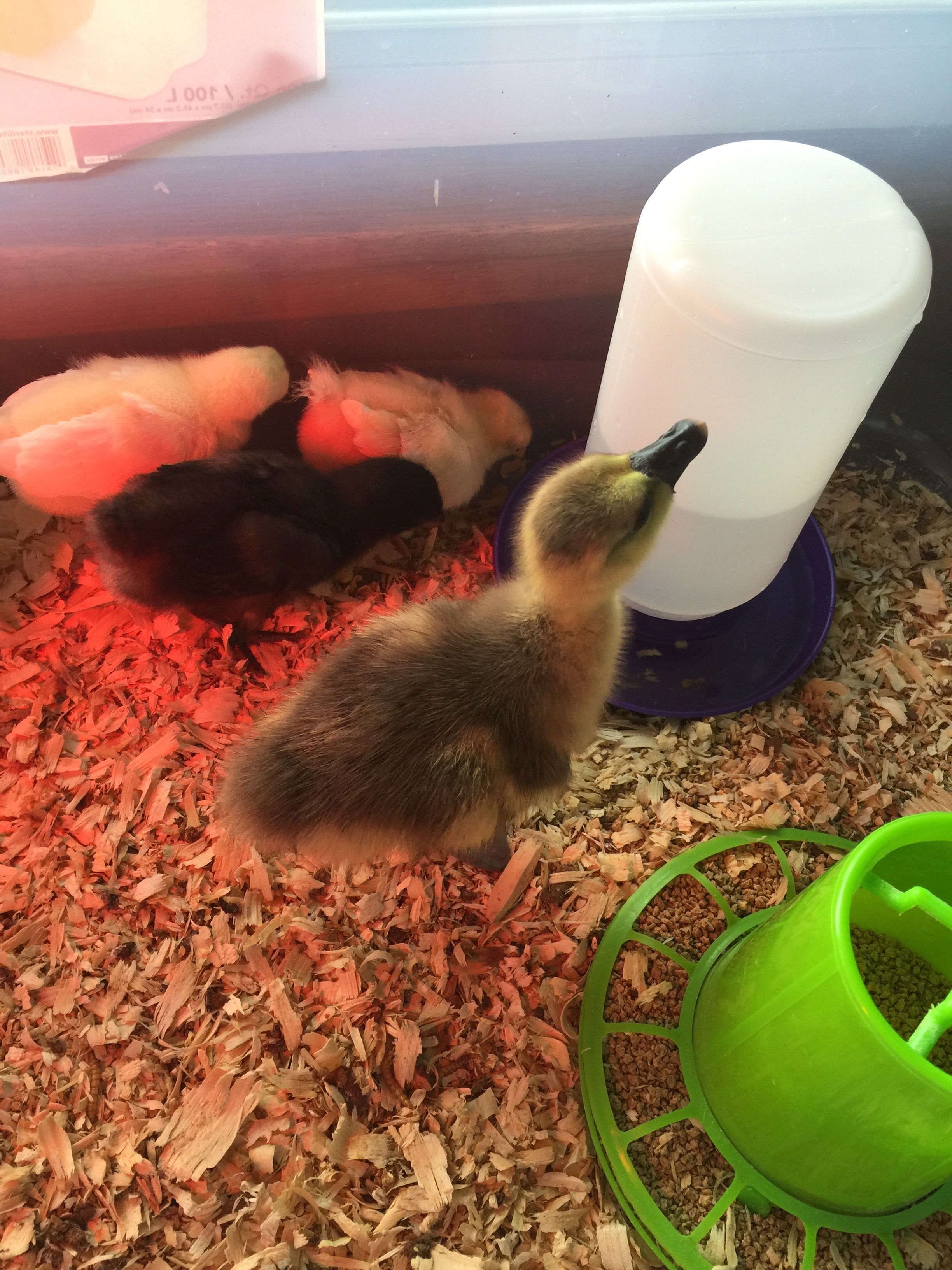 Gosling with our chicks